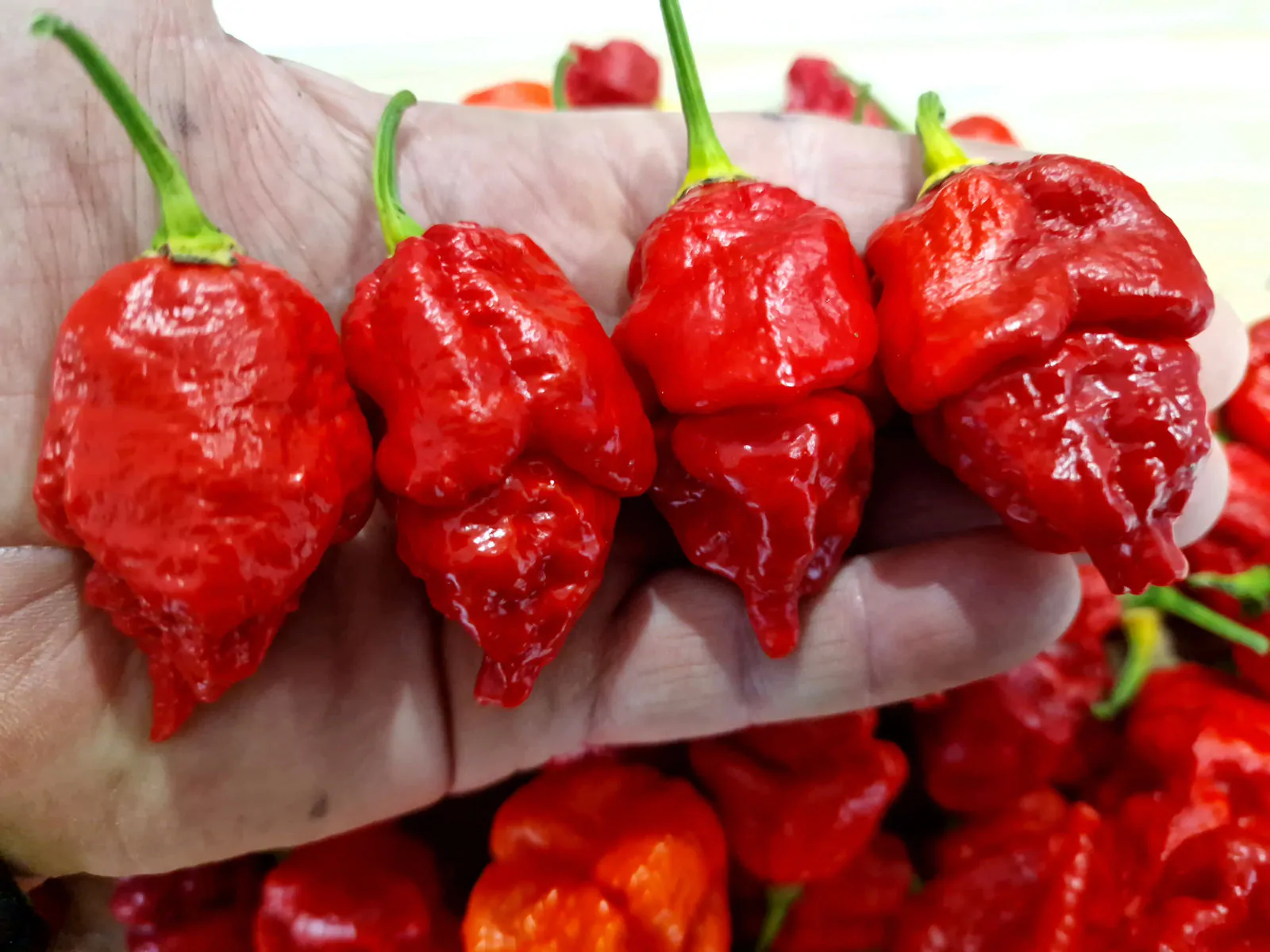 Apocalypse Red Chilli Seeds - Image 2