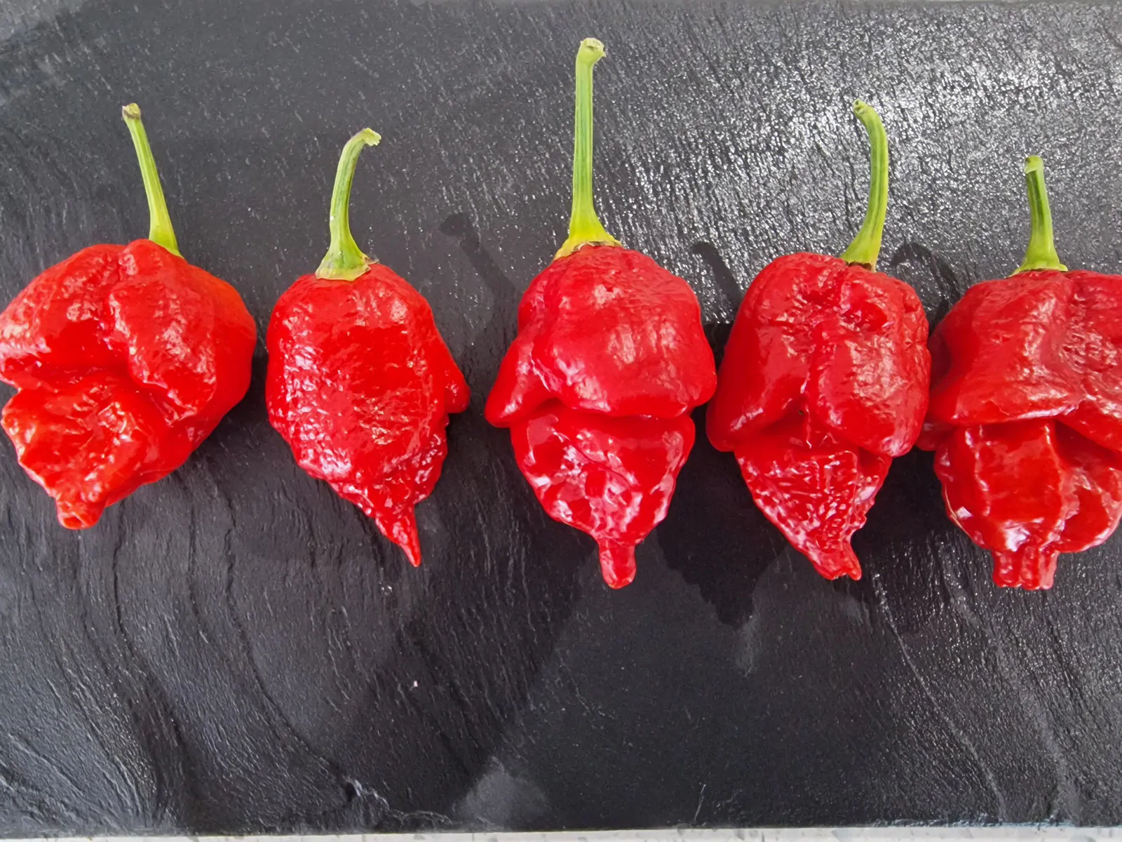 Apocalypse Red Chilli Seeds - Image 3