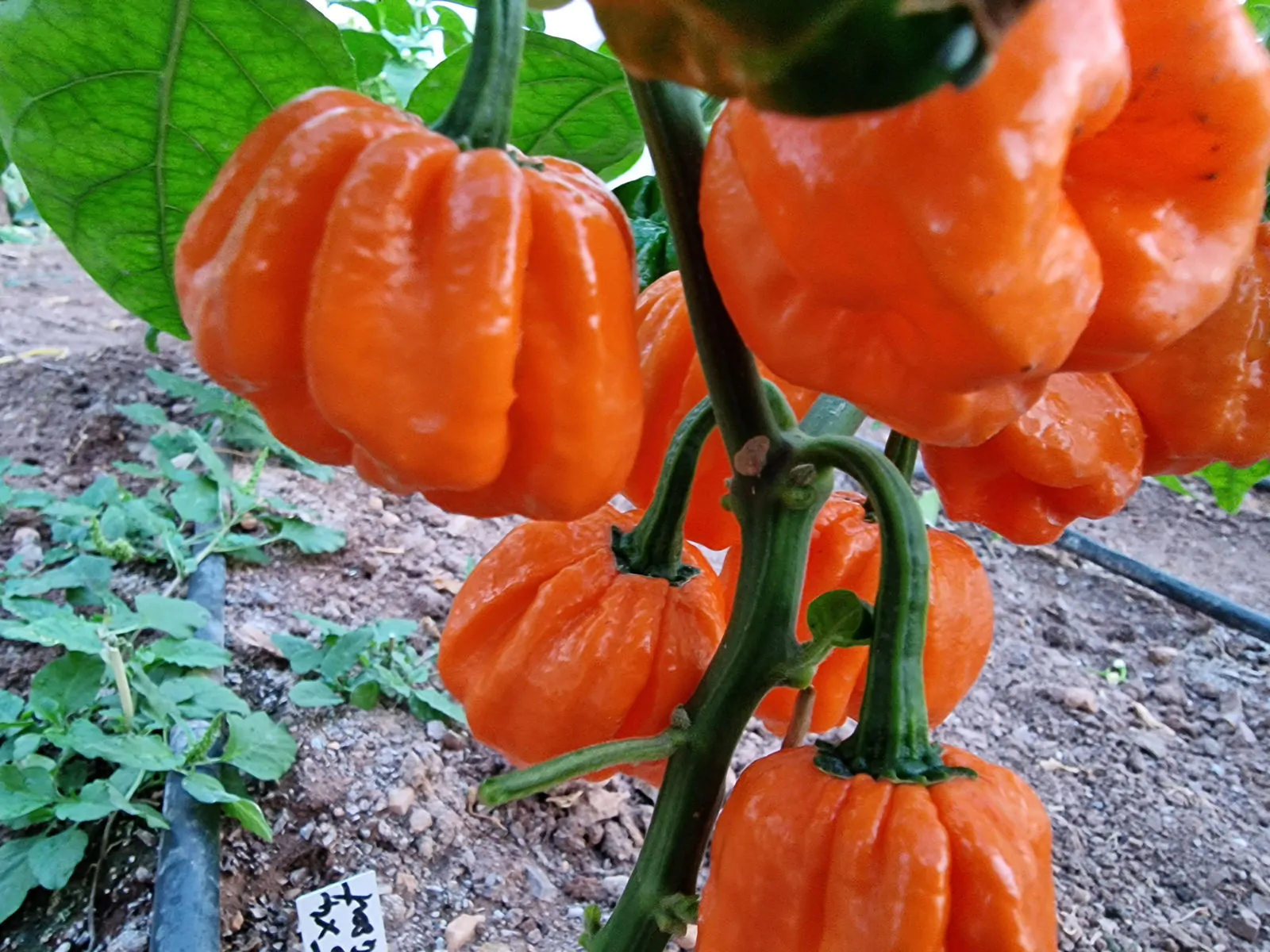 Bahamian Goat Chilli Seeds - Image 6