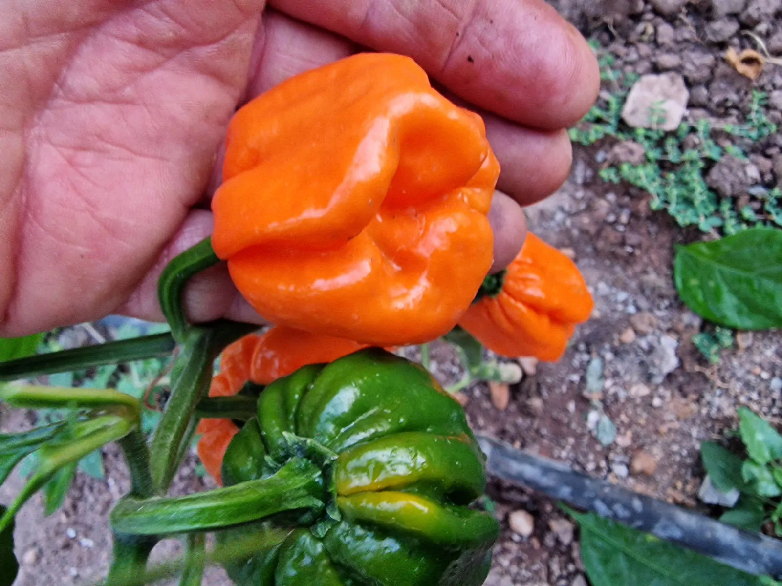 Bahamian Goat Chilli Seeds - Image 2