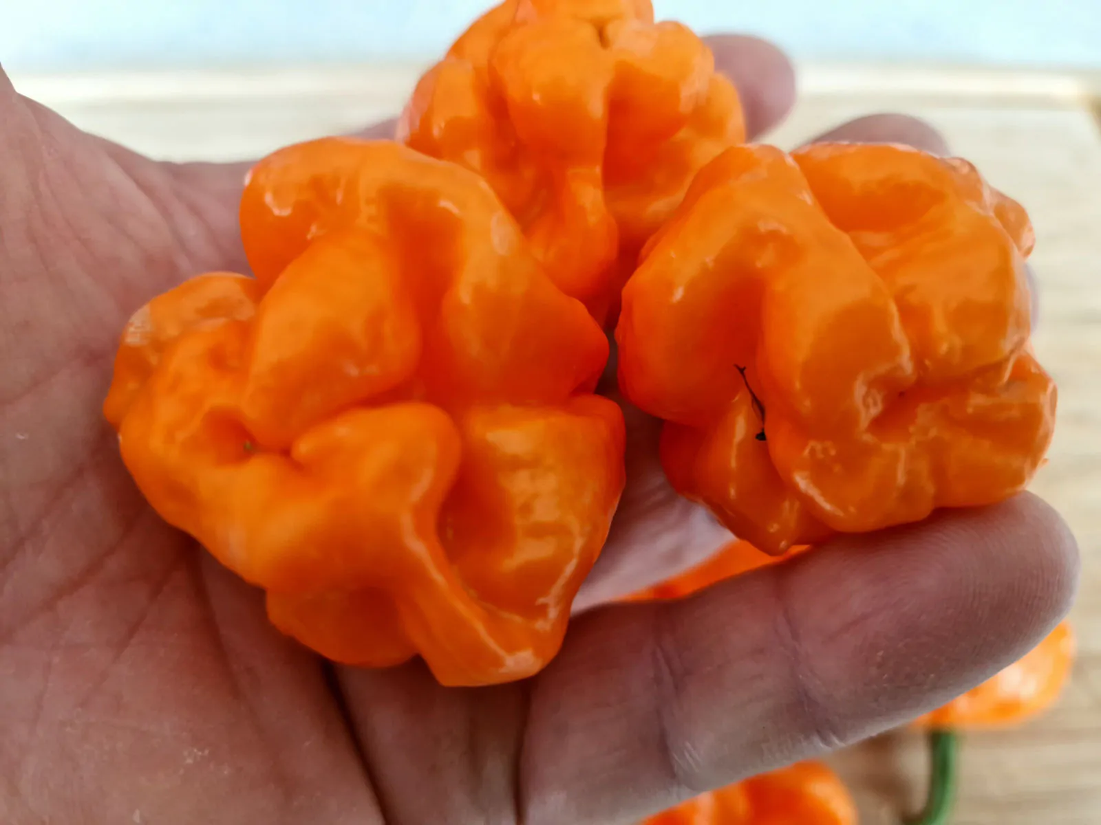 Bahamian Goat Chilli Seeds - Image 3