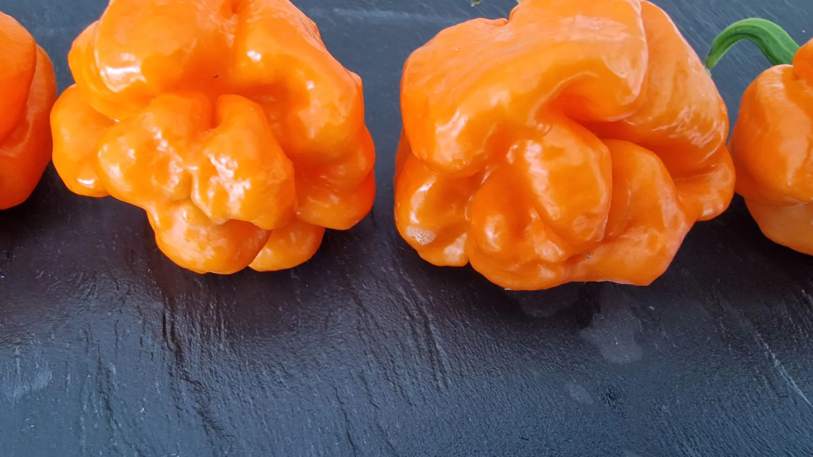 Bahamian Goat Chilli Seeds - Image 4