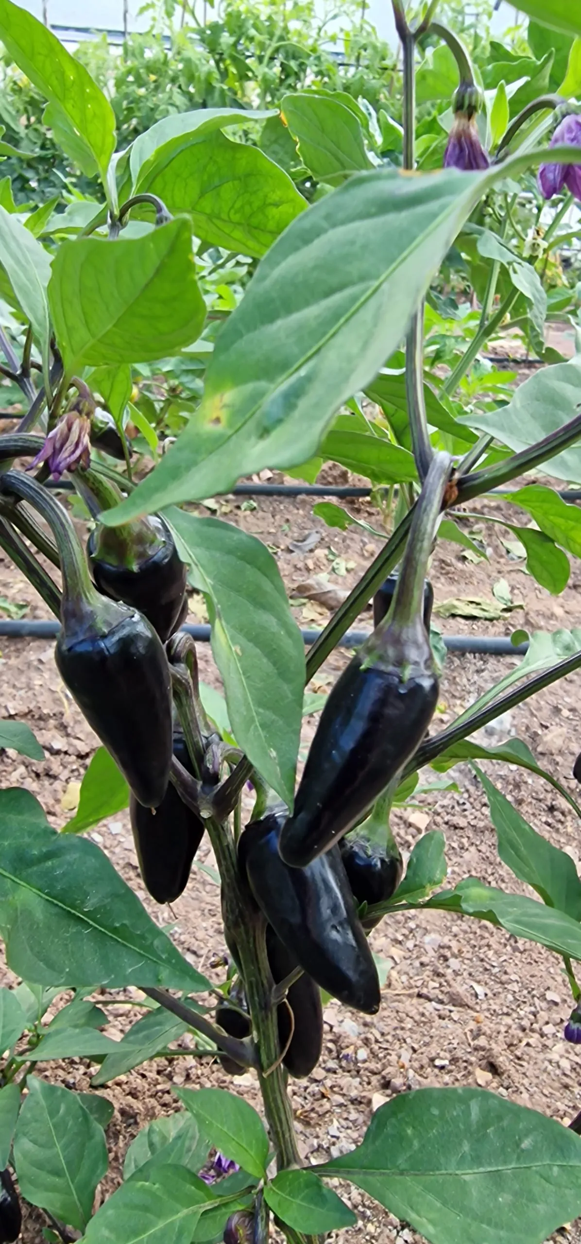 Black Jalapeno Chilli Seeds - Image 5