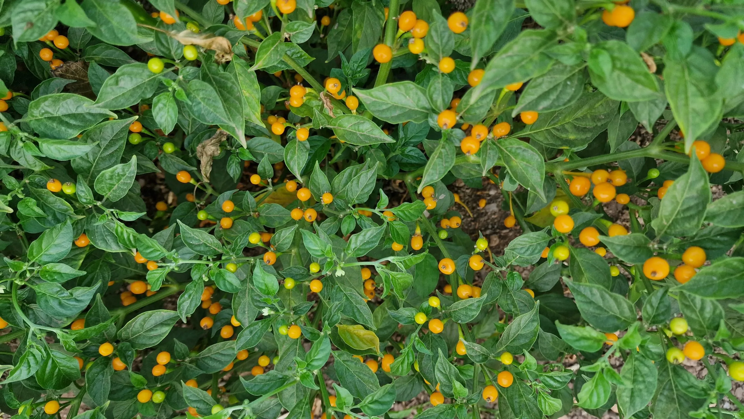 Aji Charapita Chilli Seeds - Image 2