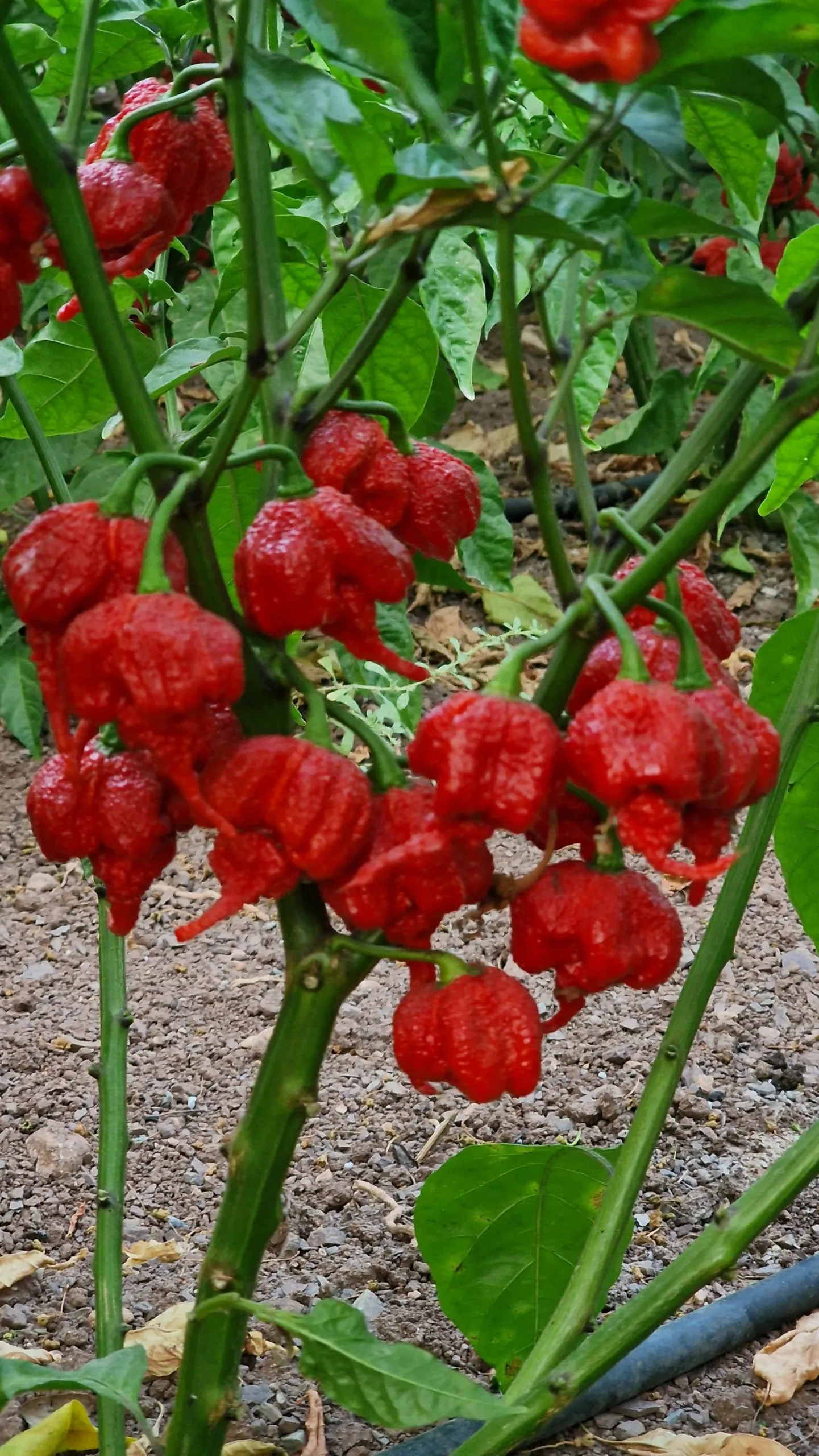 Carolina Reaper Chilli Seeds - Image 10