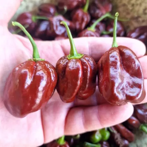 Jamaican Hot Chocolate Chilli Seeds