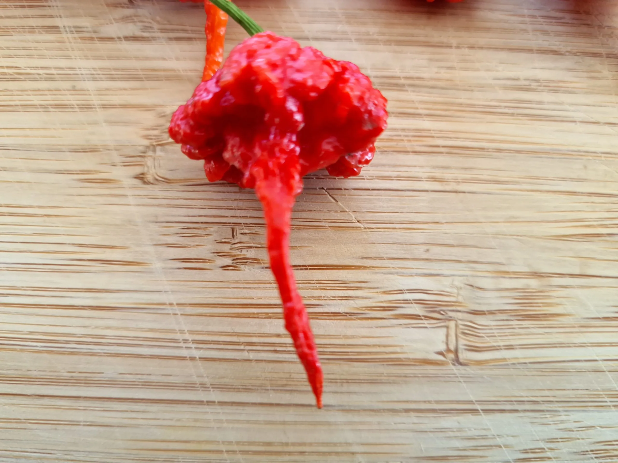 Carolina Reaper Chilli Seeds - Image 8