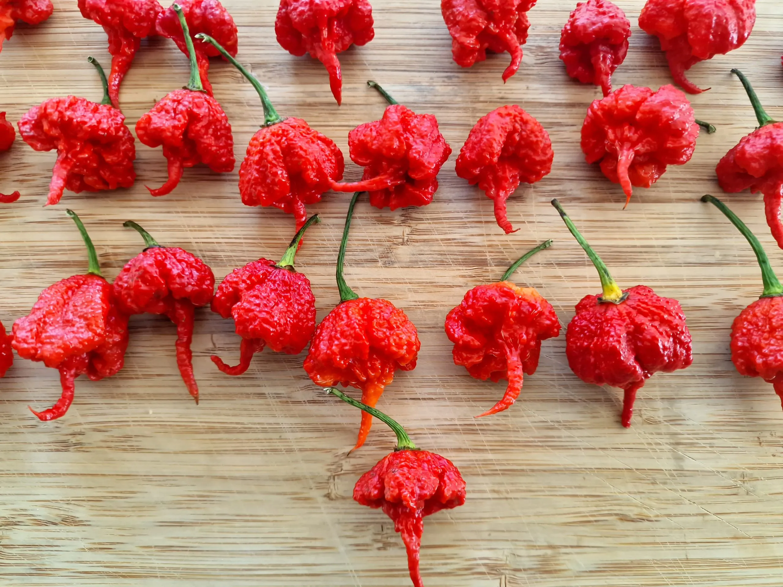 Carolina Reaper Chilli Seeds - Image 12