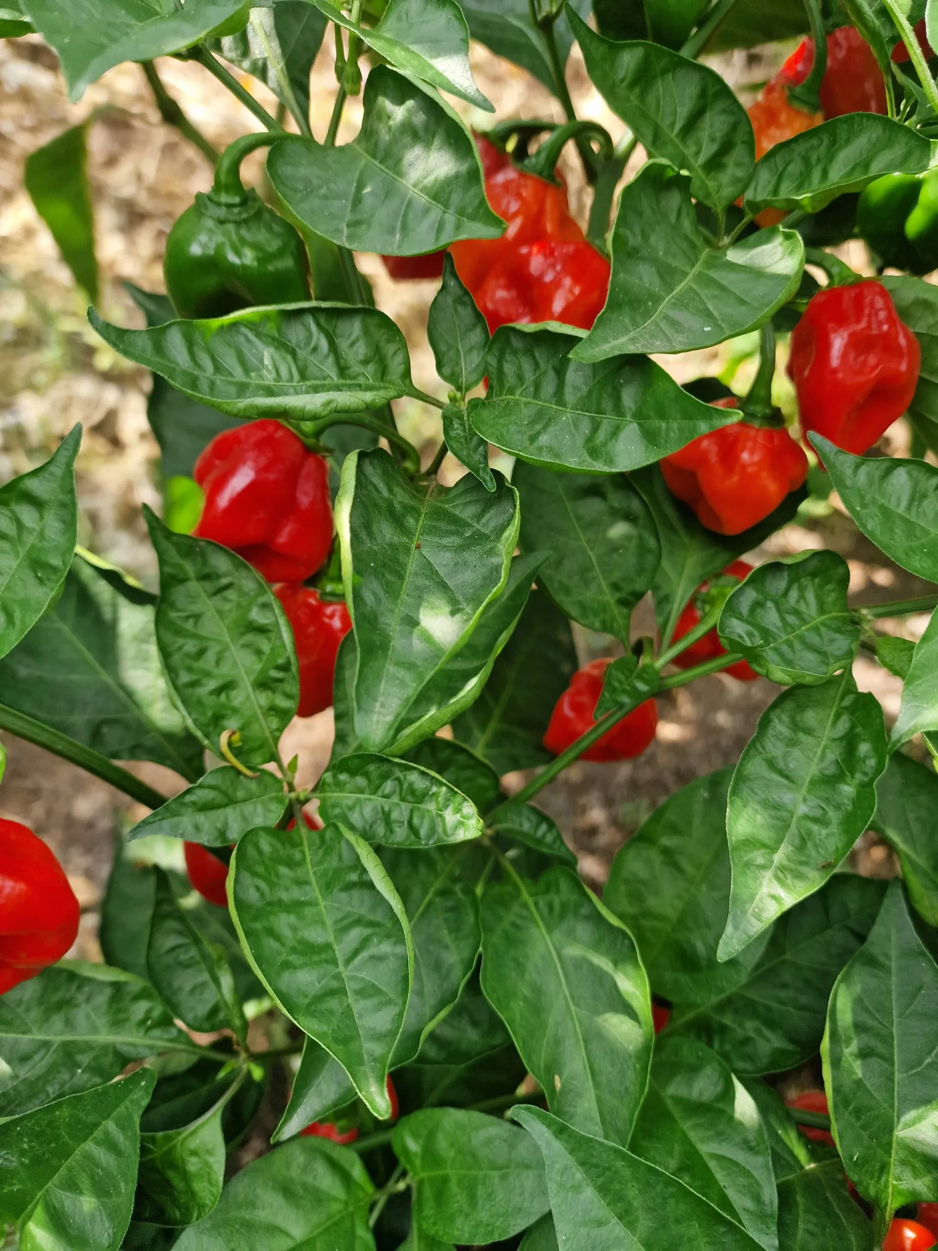 Habanero Chilli Seeds - Image 8
