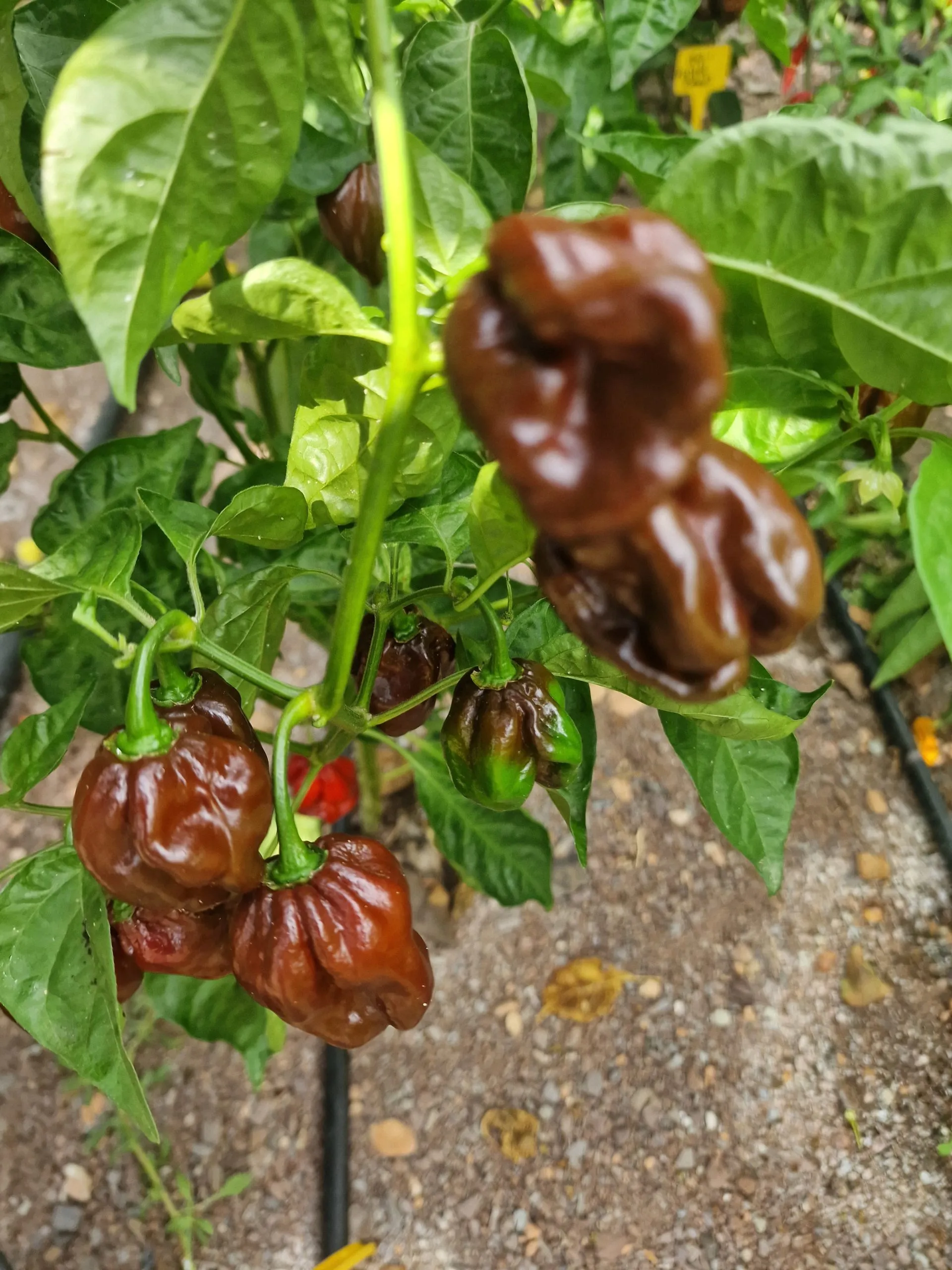 Chocolate Habanero - Image 3