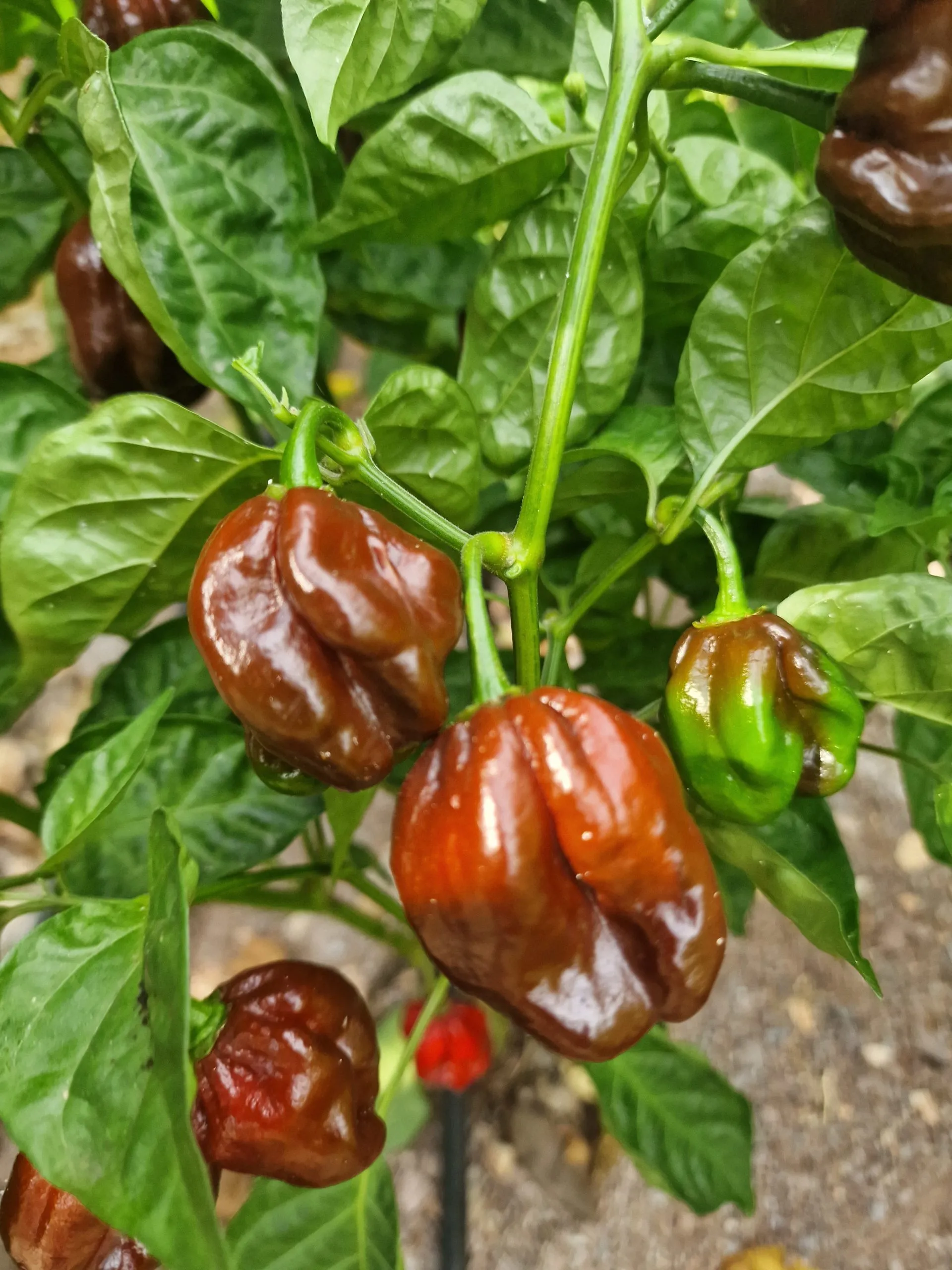 Chocolate Habanero - Image 10