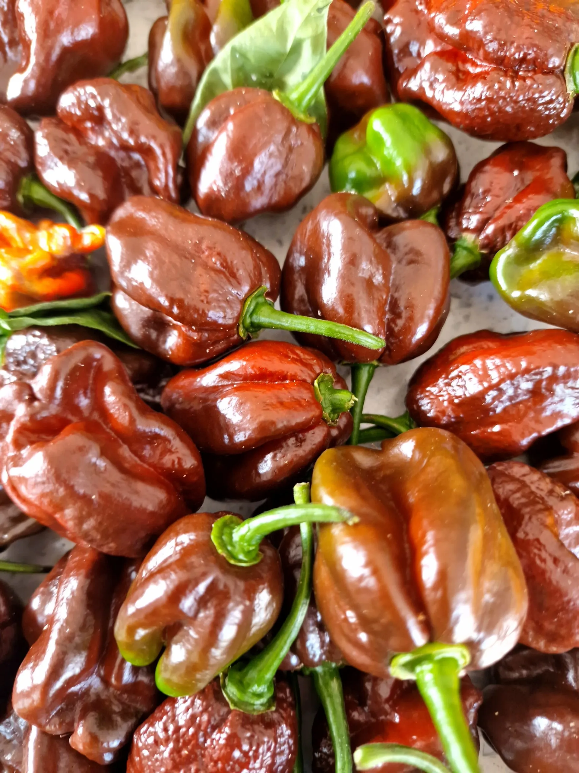 Chocolate Habanero - Image 2