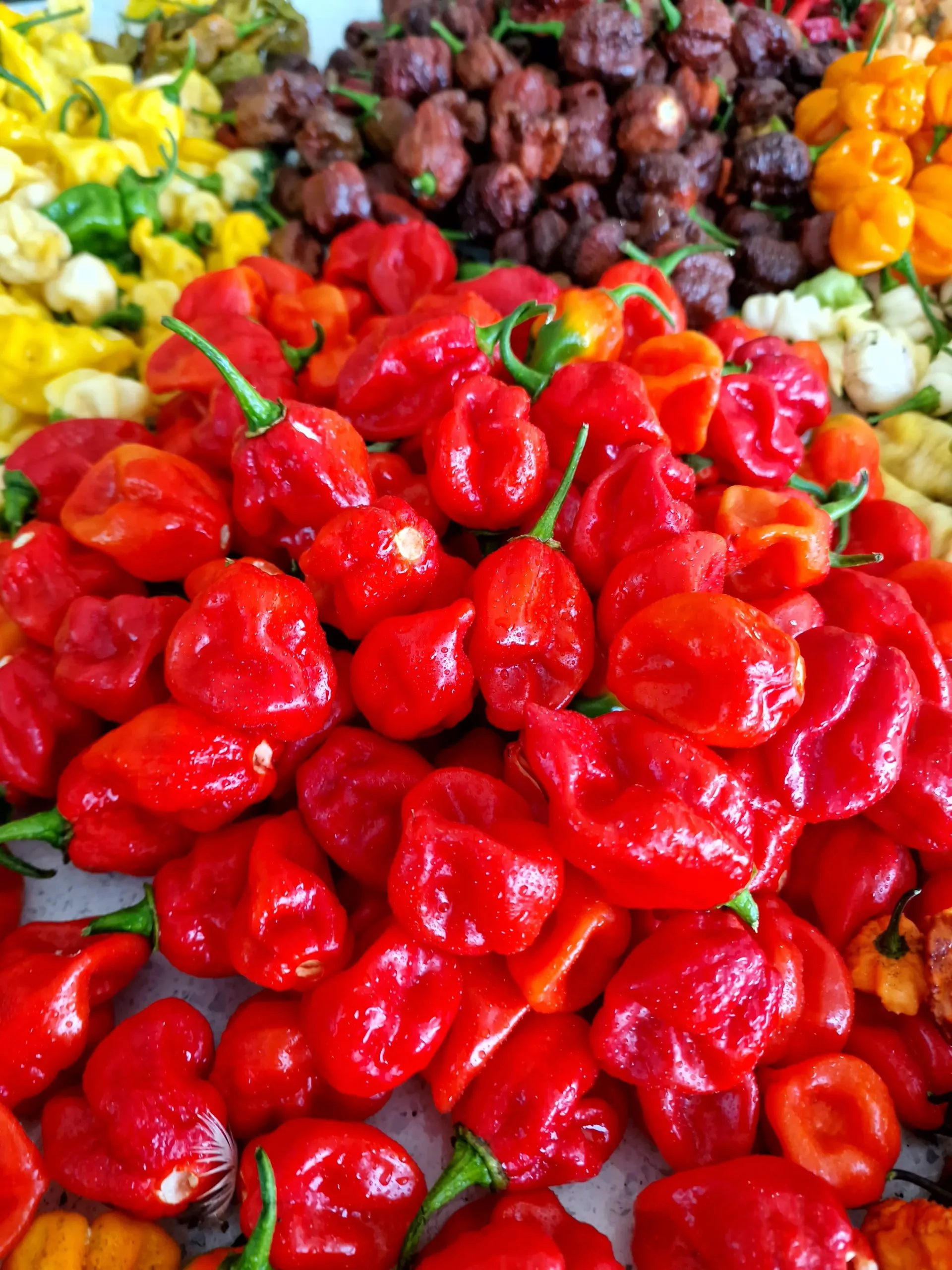 Habanero Chilli Seeds - Image 4