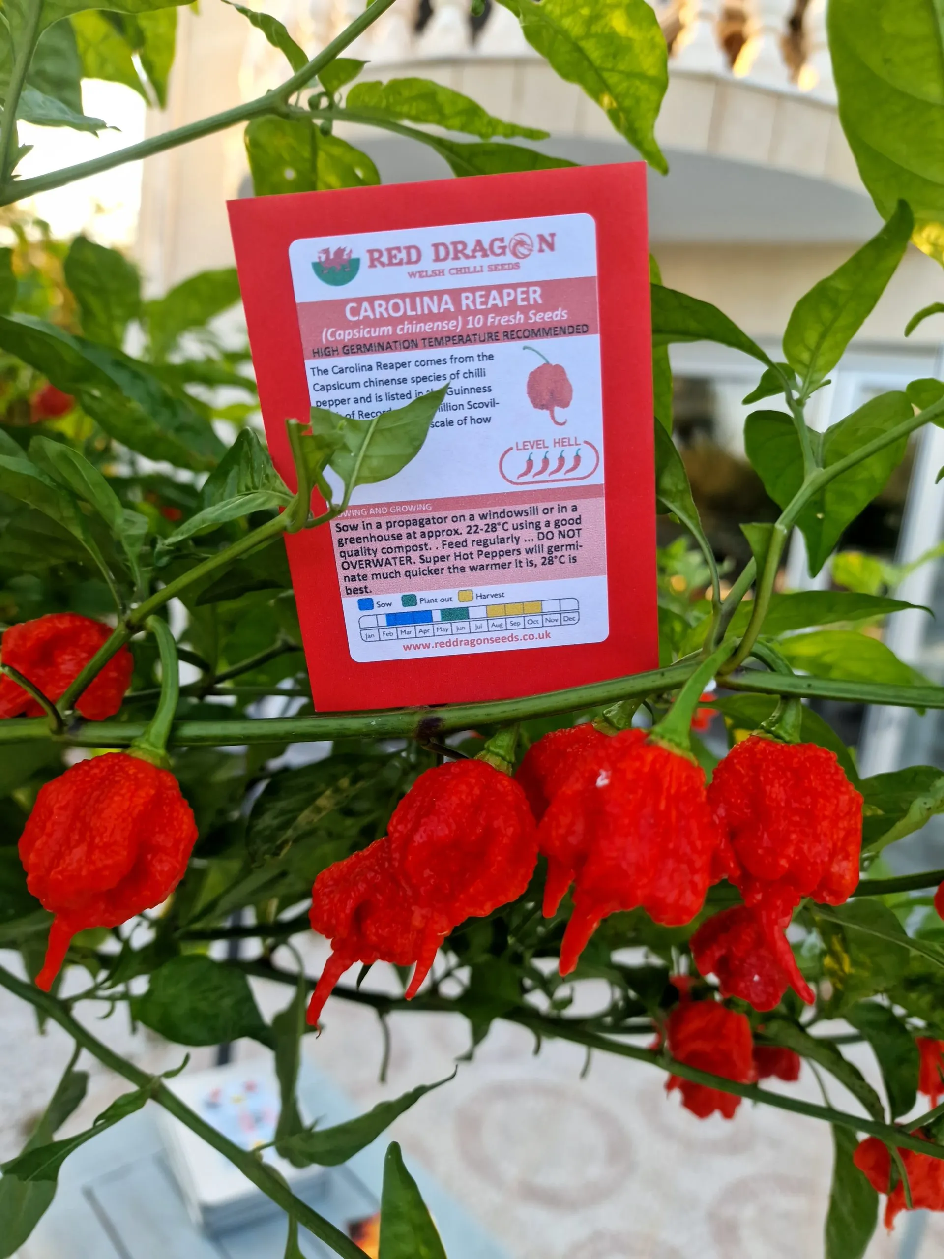 Carolina Reaper Chilli Seeds - Image 13