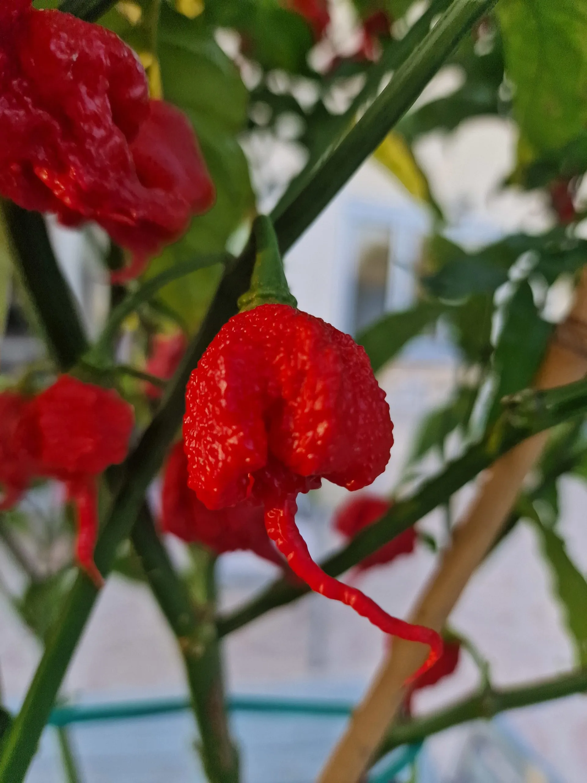 Carolina Reaper Chilli Seeds - Image 23