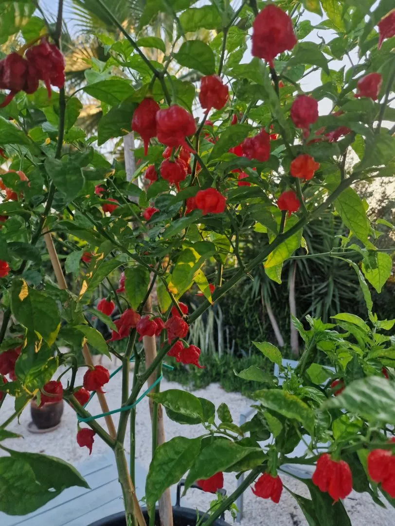 Carolina Reaper Chilli Seeds - Image 15