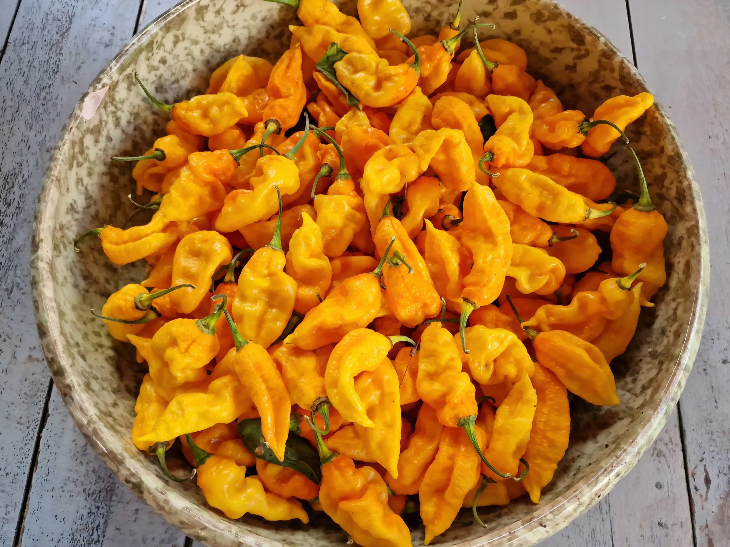 Bhut Jolokia Yellow Chilli Seeds - Image 2