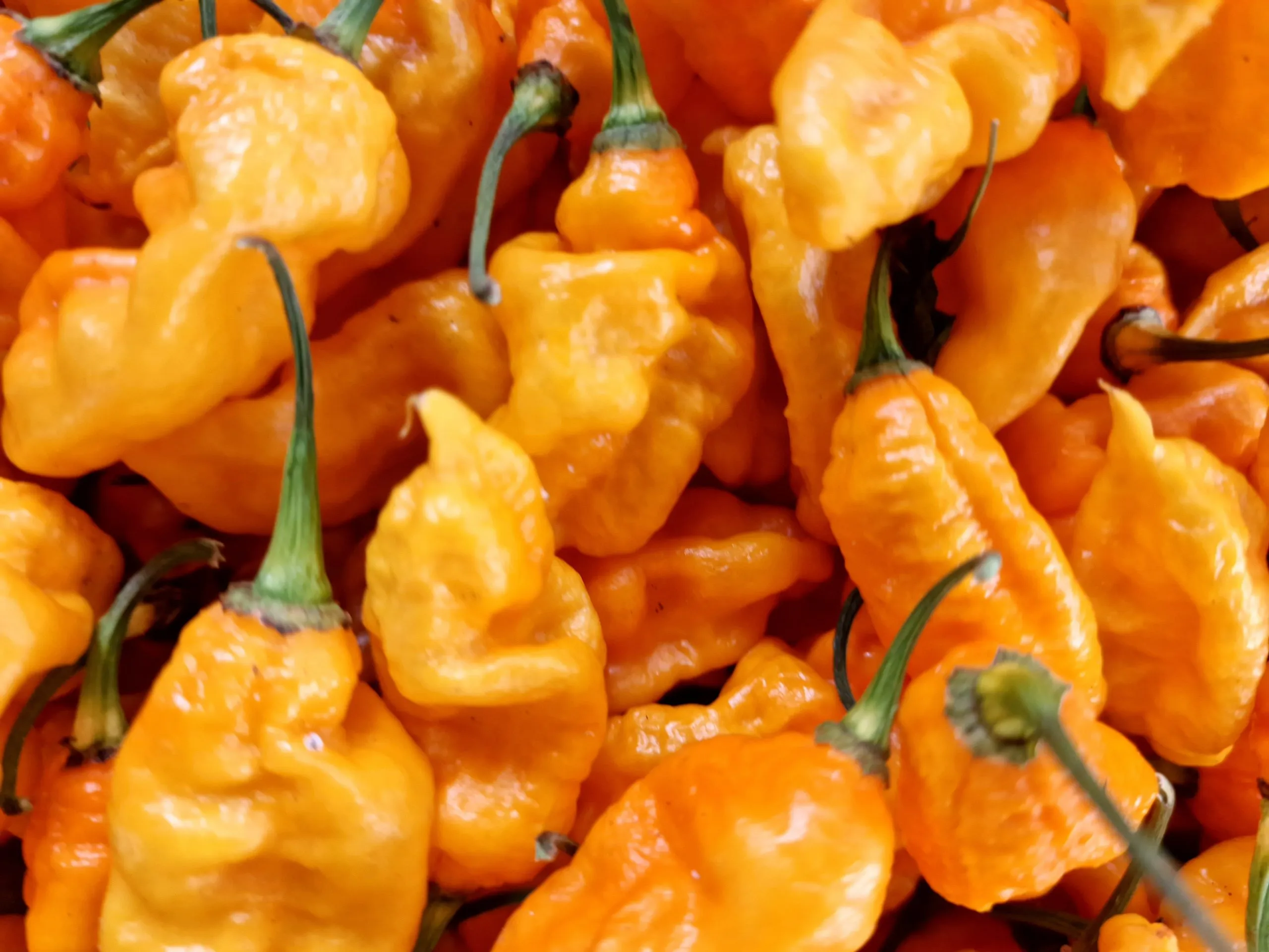 Bhut Jolokia Yellow Chilli Seeds - Image 3