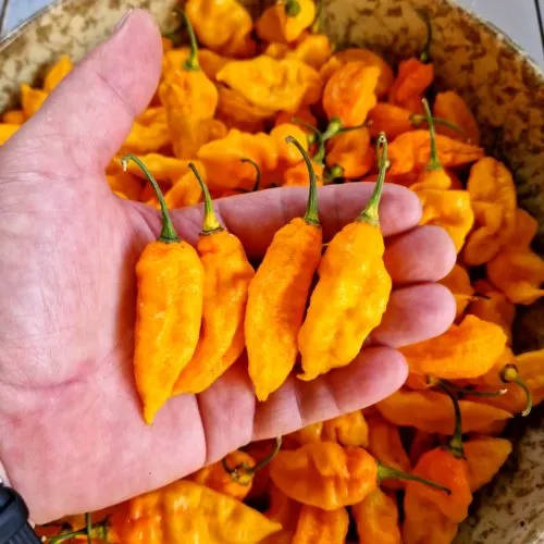 Bhut Jolokia Yellow Chilli Seeds