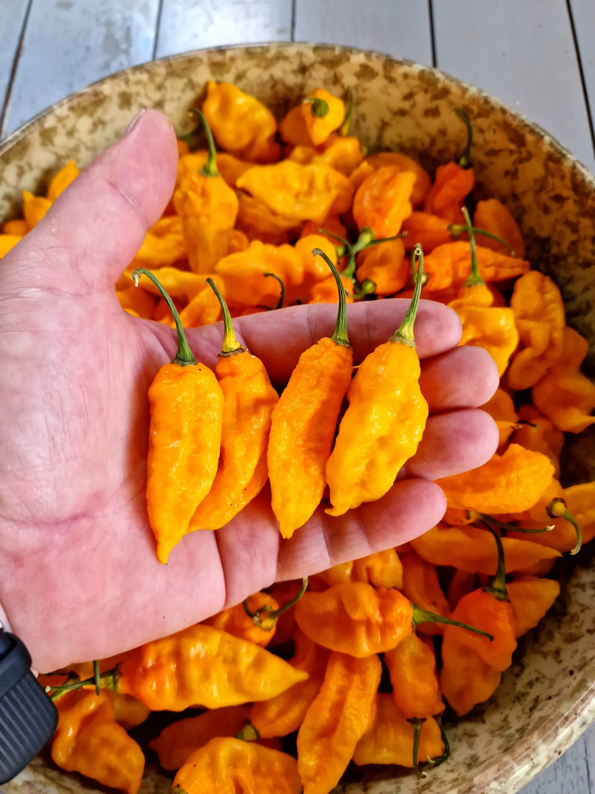 Bhut Jolokia Yellow Chilli Seeds