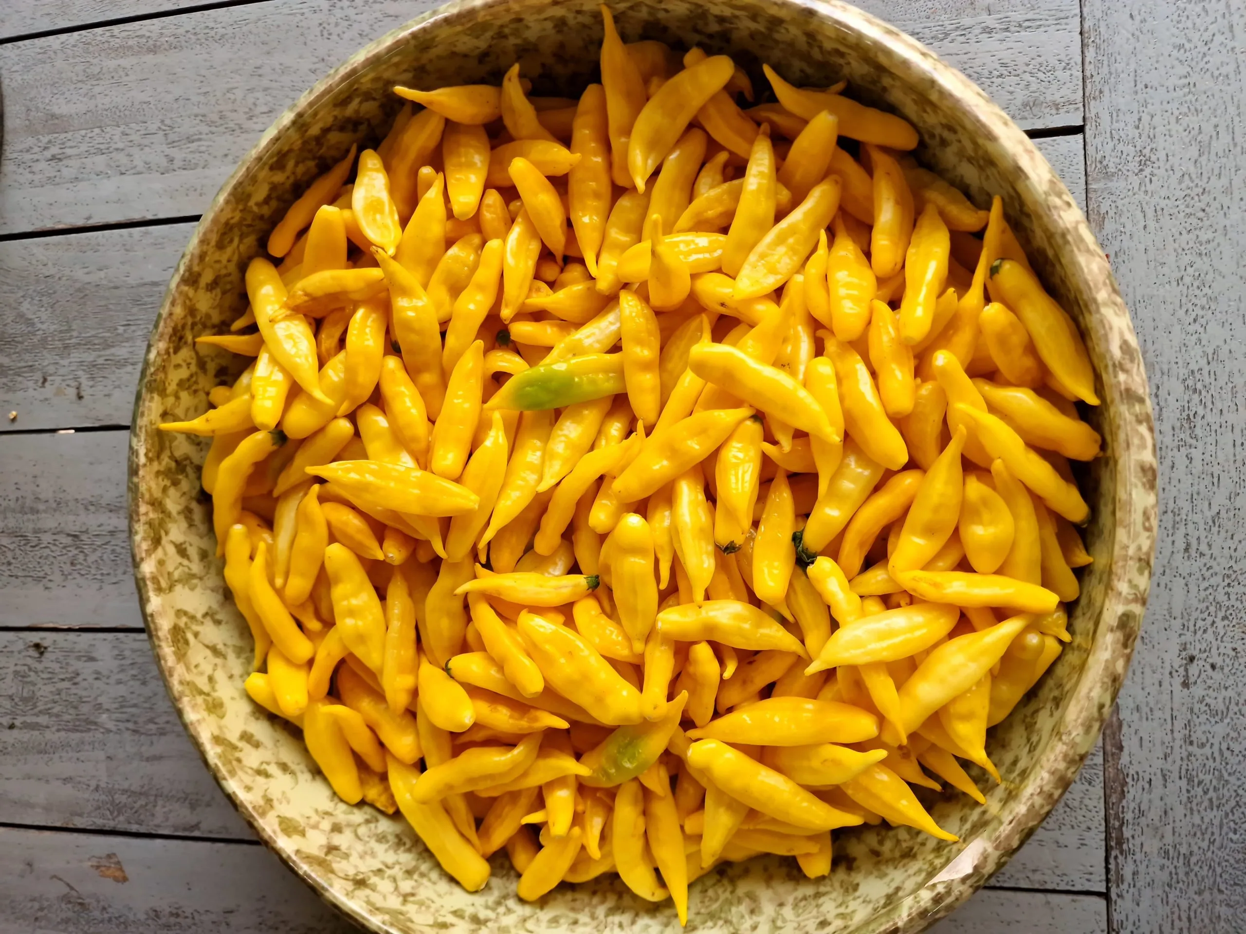 Aji Lemon Drop - Image 7