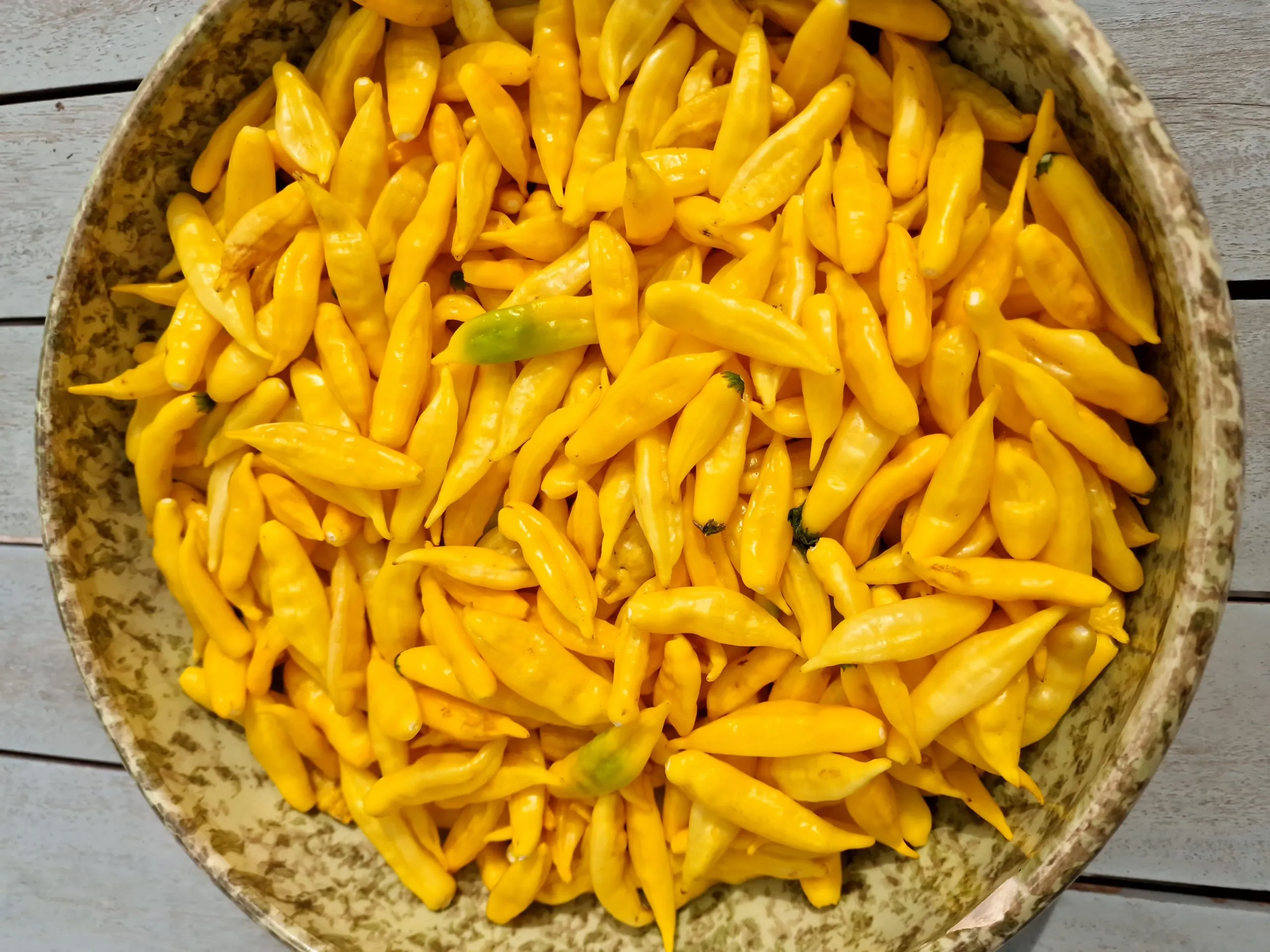 Aji Lemon Drop - Image 3