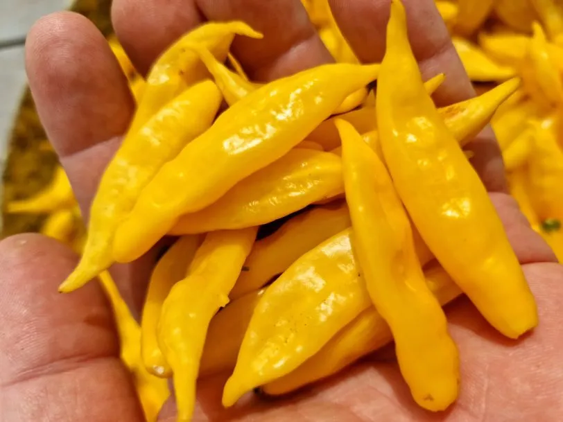 Lemon Drop - Image 2
