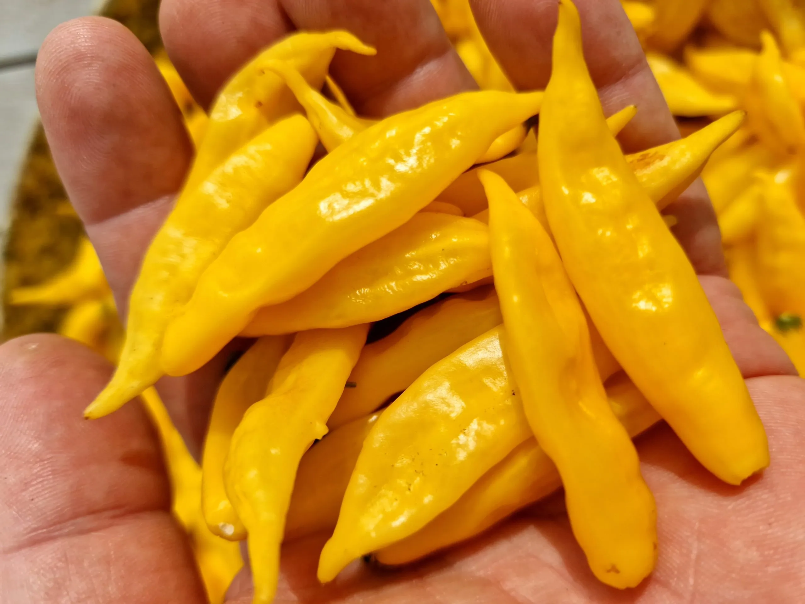 Aji Lemon Drop - Image 2
