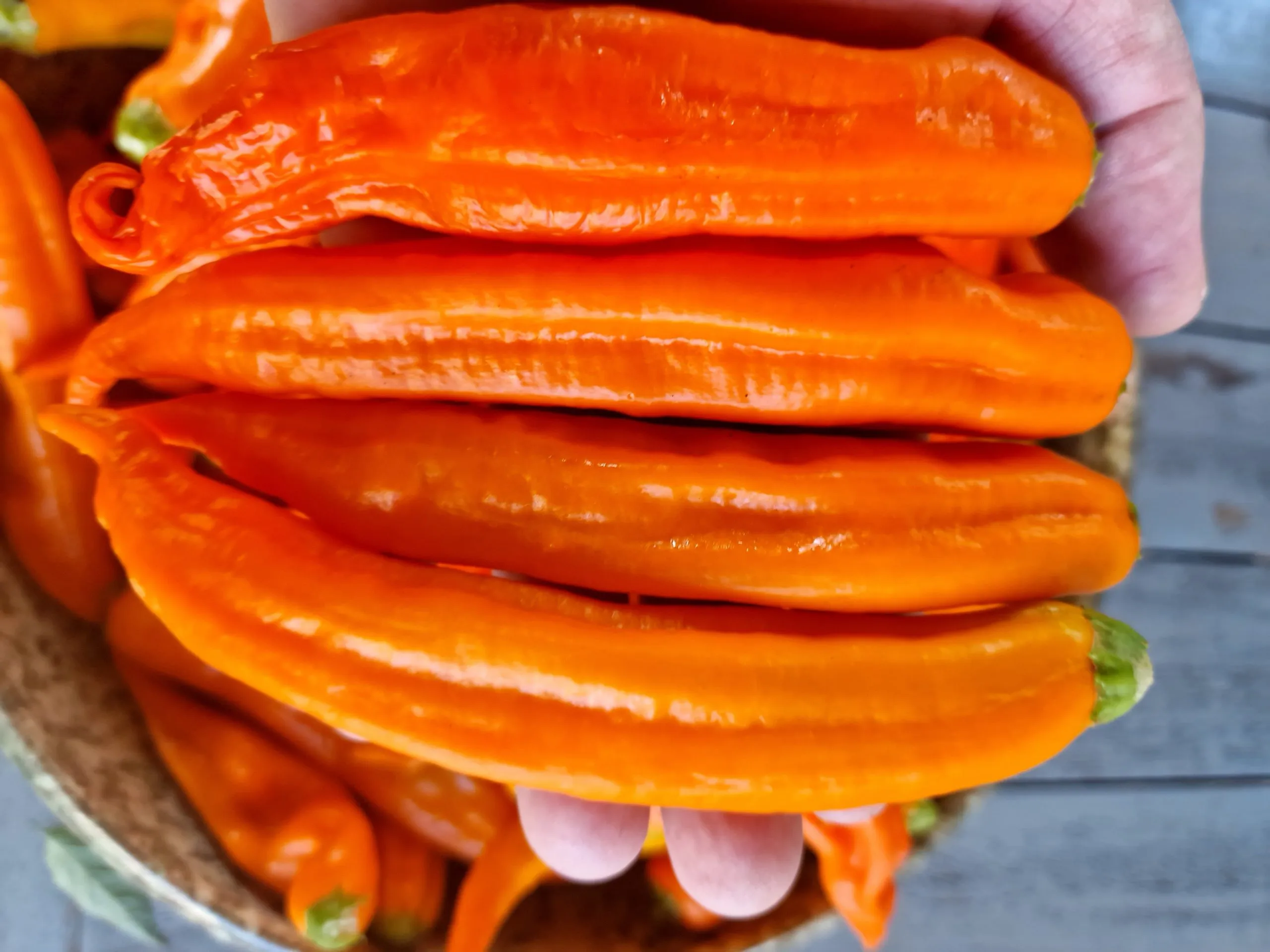 Aji Amarillo Chilli Seeds - Image 2