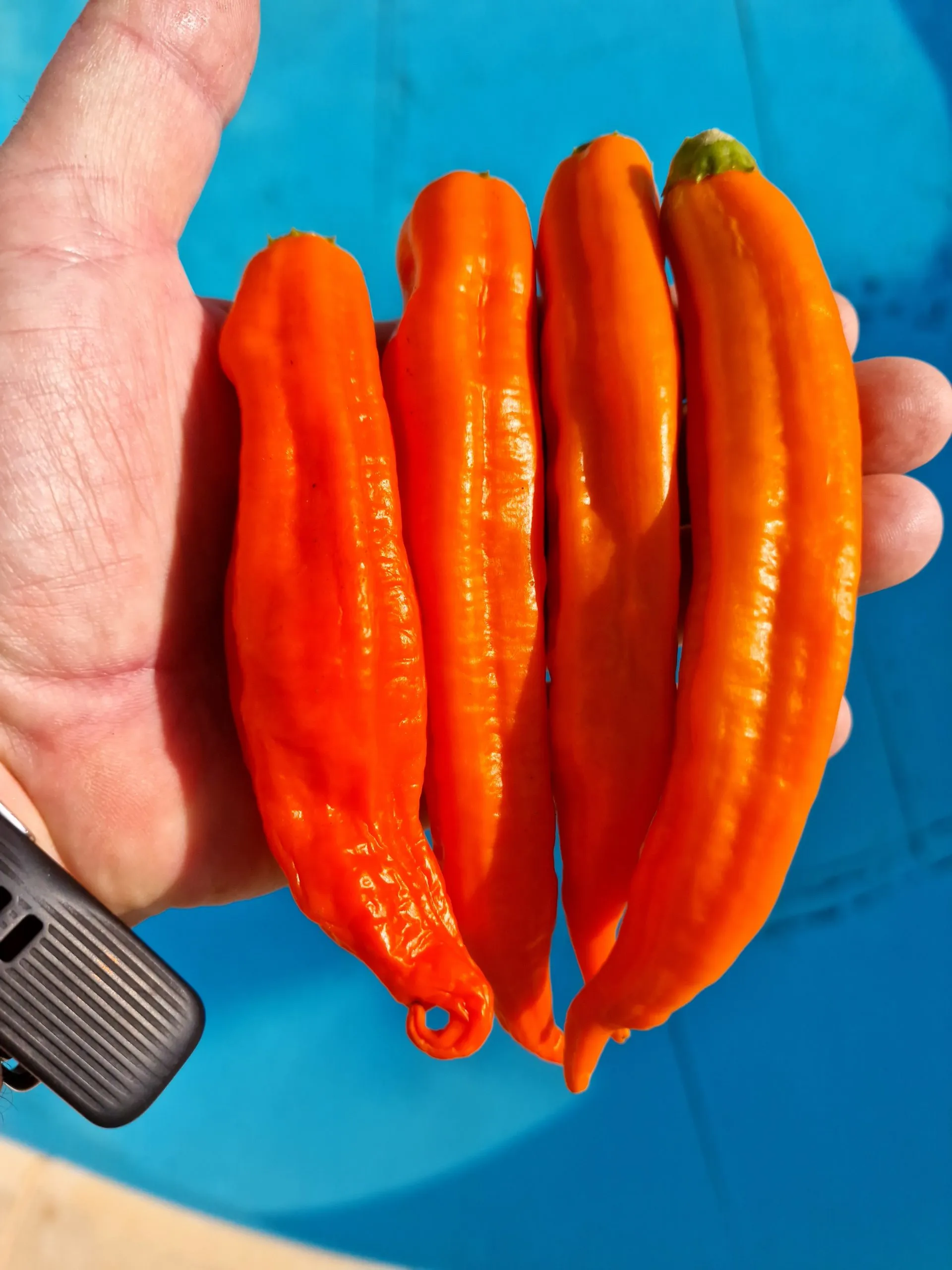 Aji Amarillo Chilli Seeds - Image 4