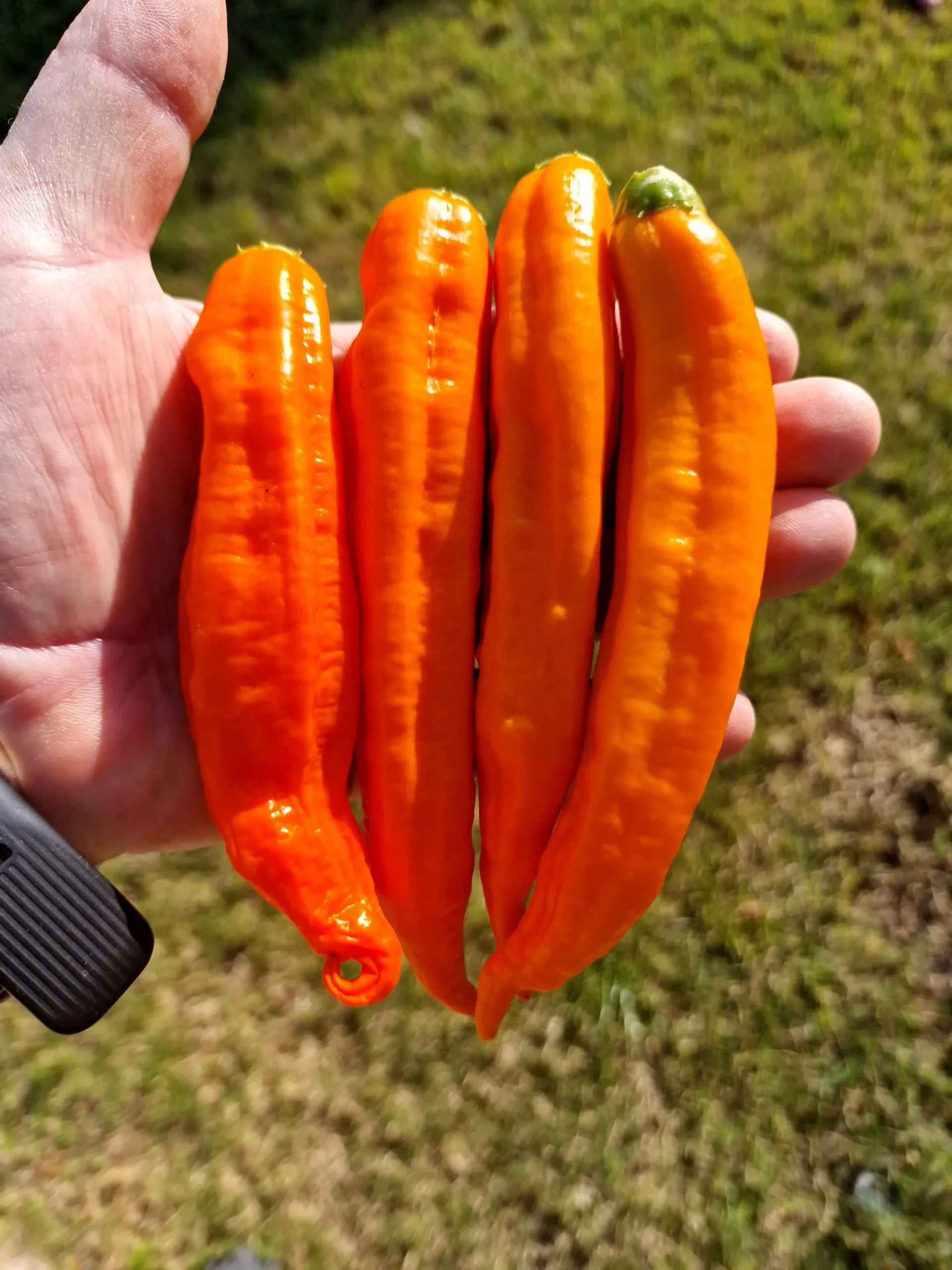 Aji Amarillo Chilli Seeds - Image 6