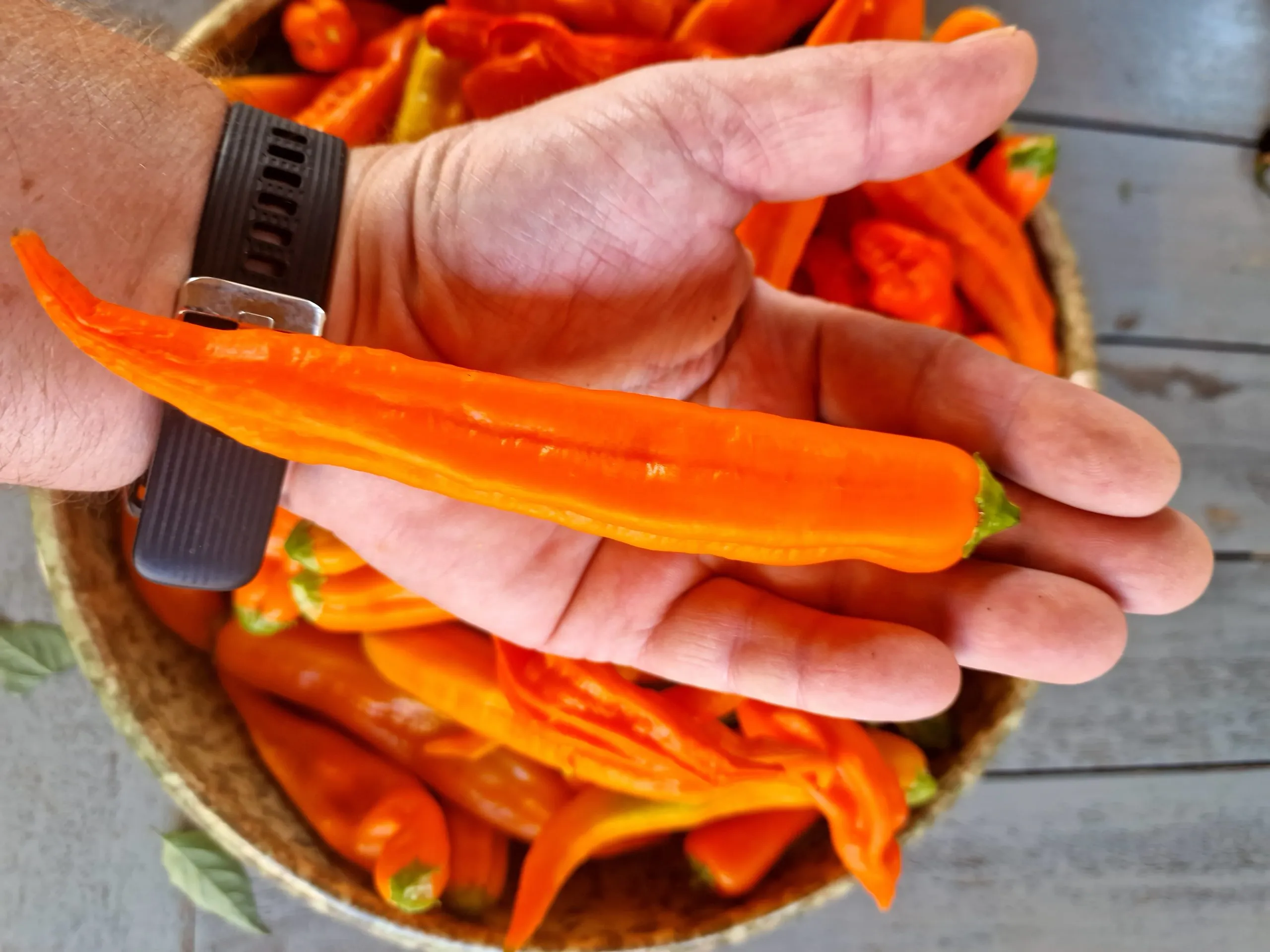 Aji Amarillo Chilli Seeds - Image 7