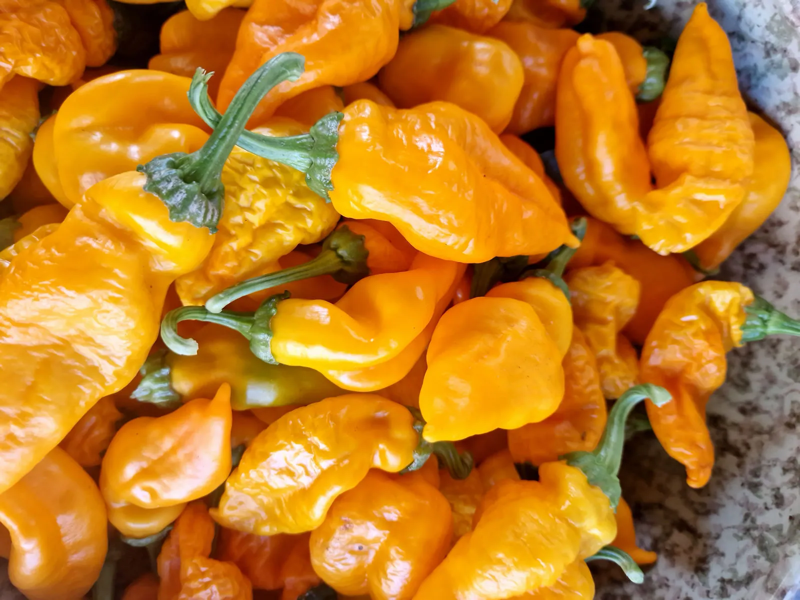 Monkey Face Yellow - Image 7