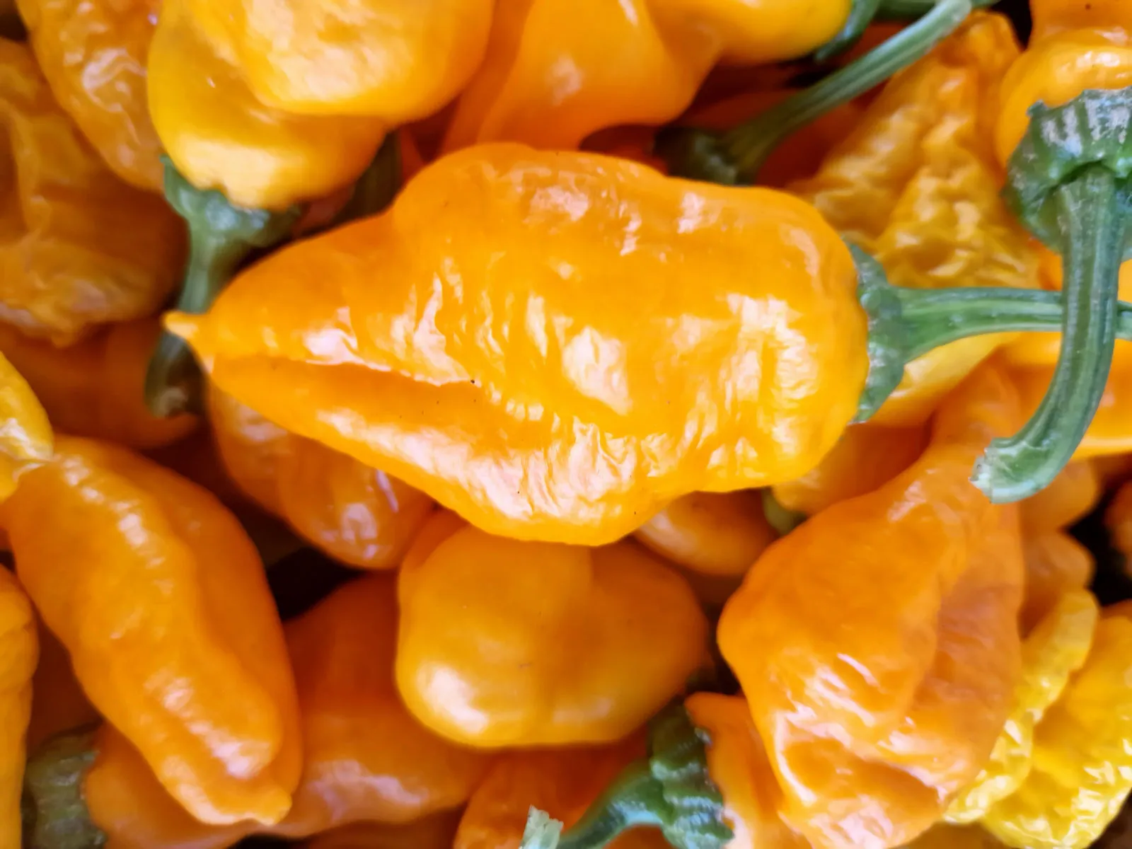 Monkey Face Yellow - Image 6