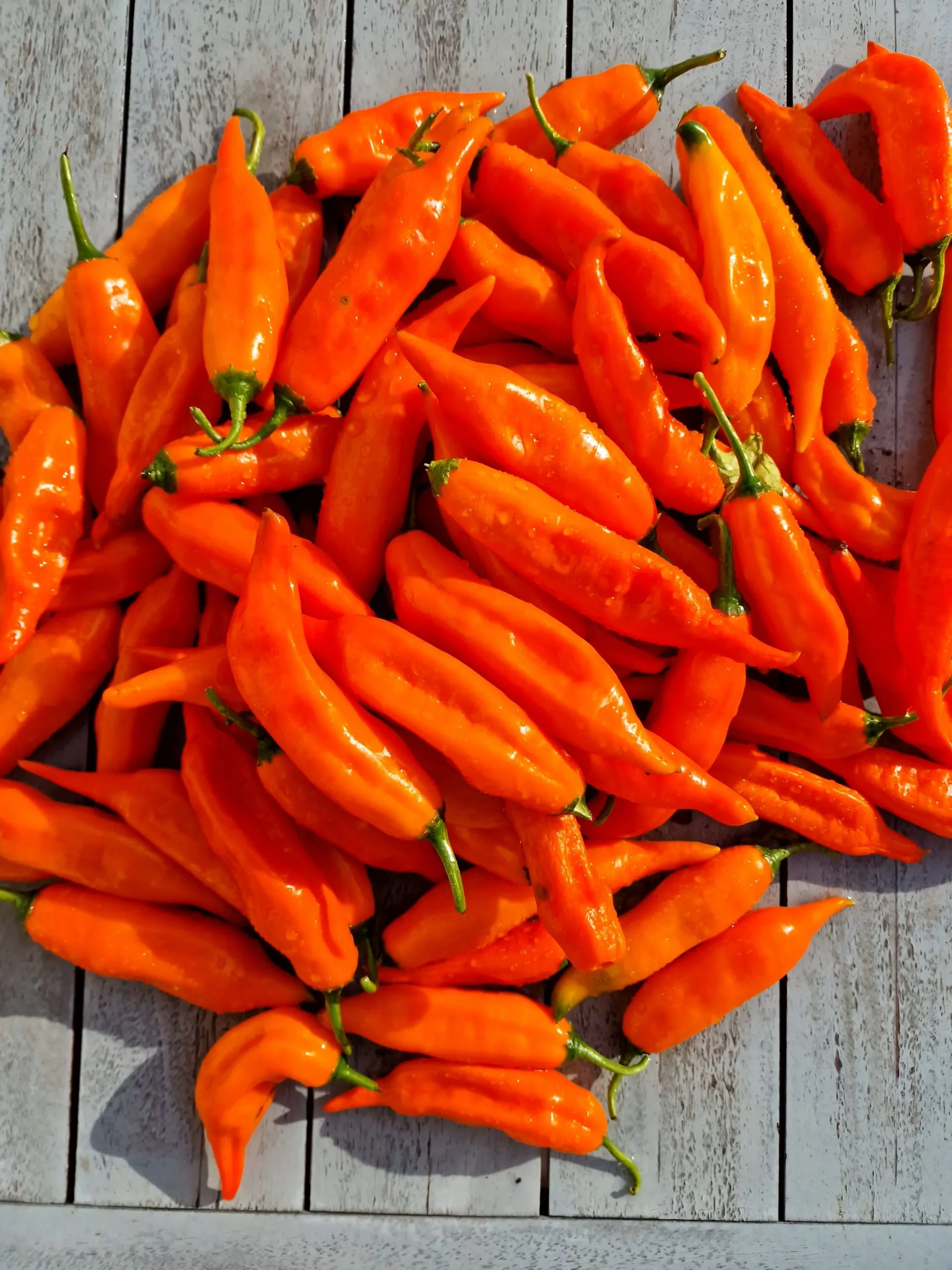 Aji Amarillo Chilli Seeds - Image 5