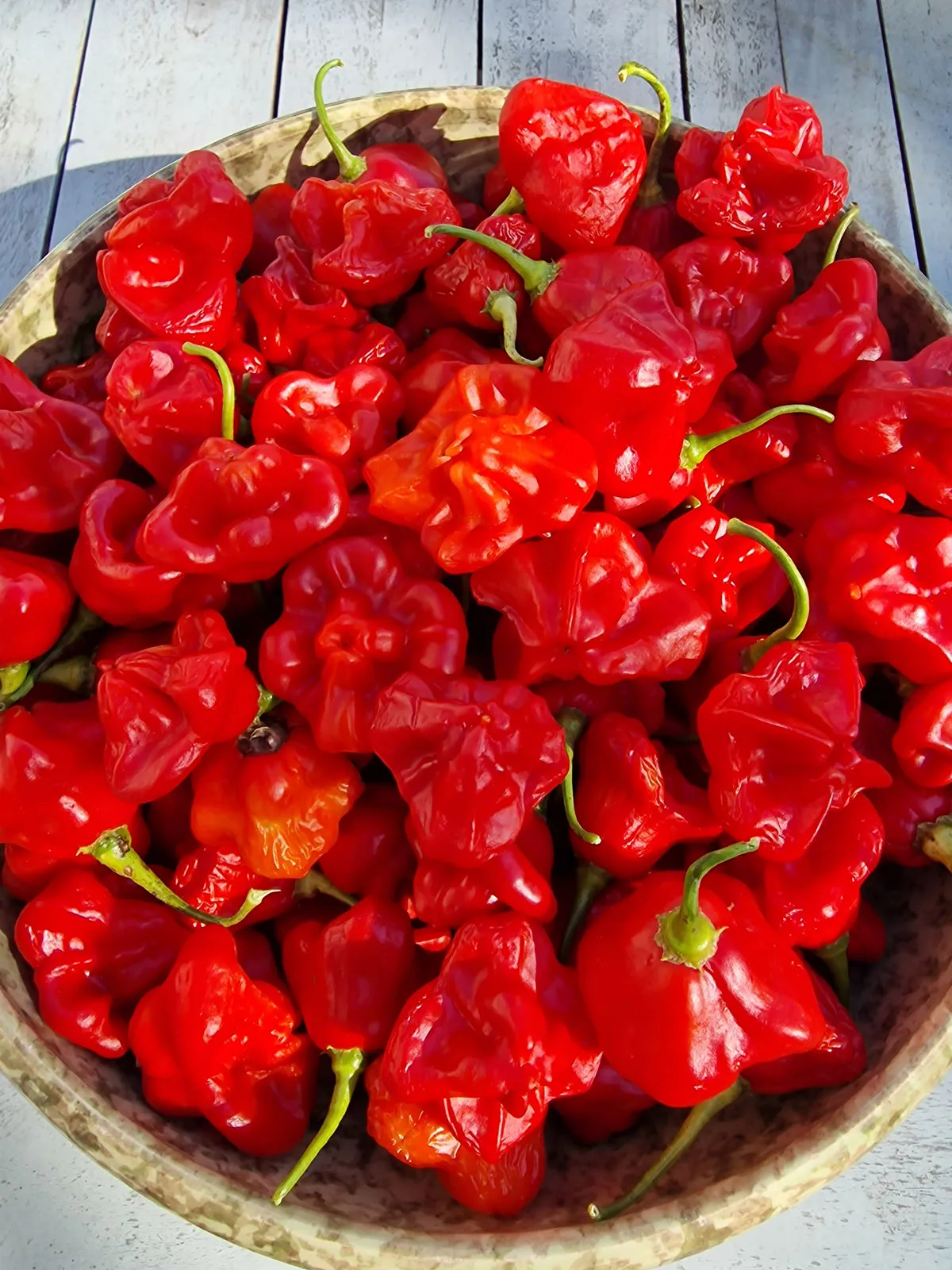 Bishops Crown Chilli Seeds - Image 2