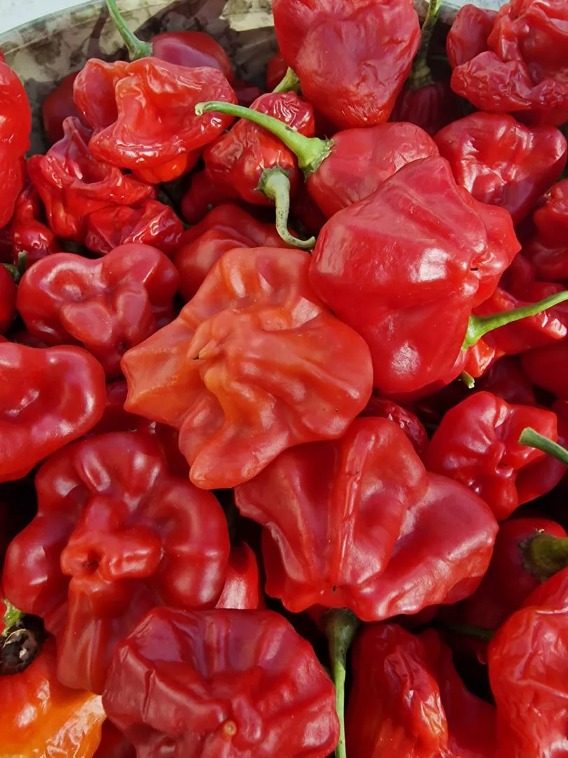 Bishops Crown Chilli Seeds - Image 3