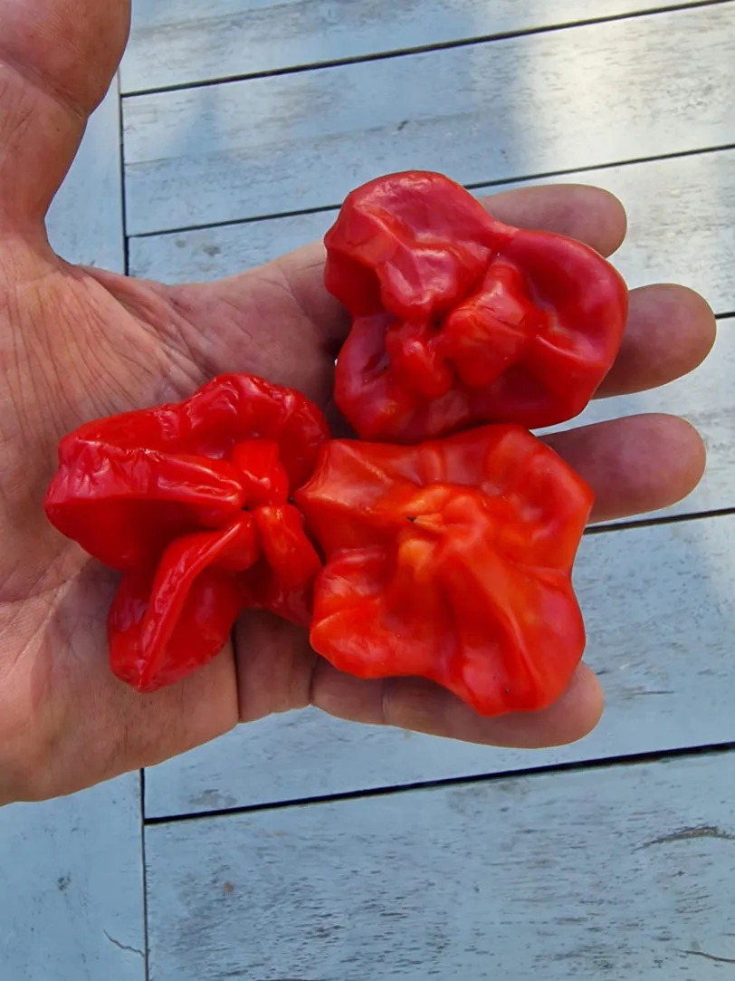 Bishops Crown Chilli Seeds - Image 7