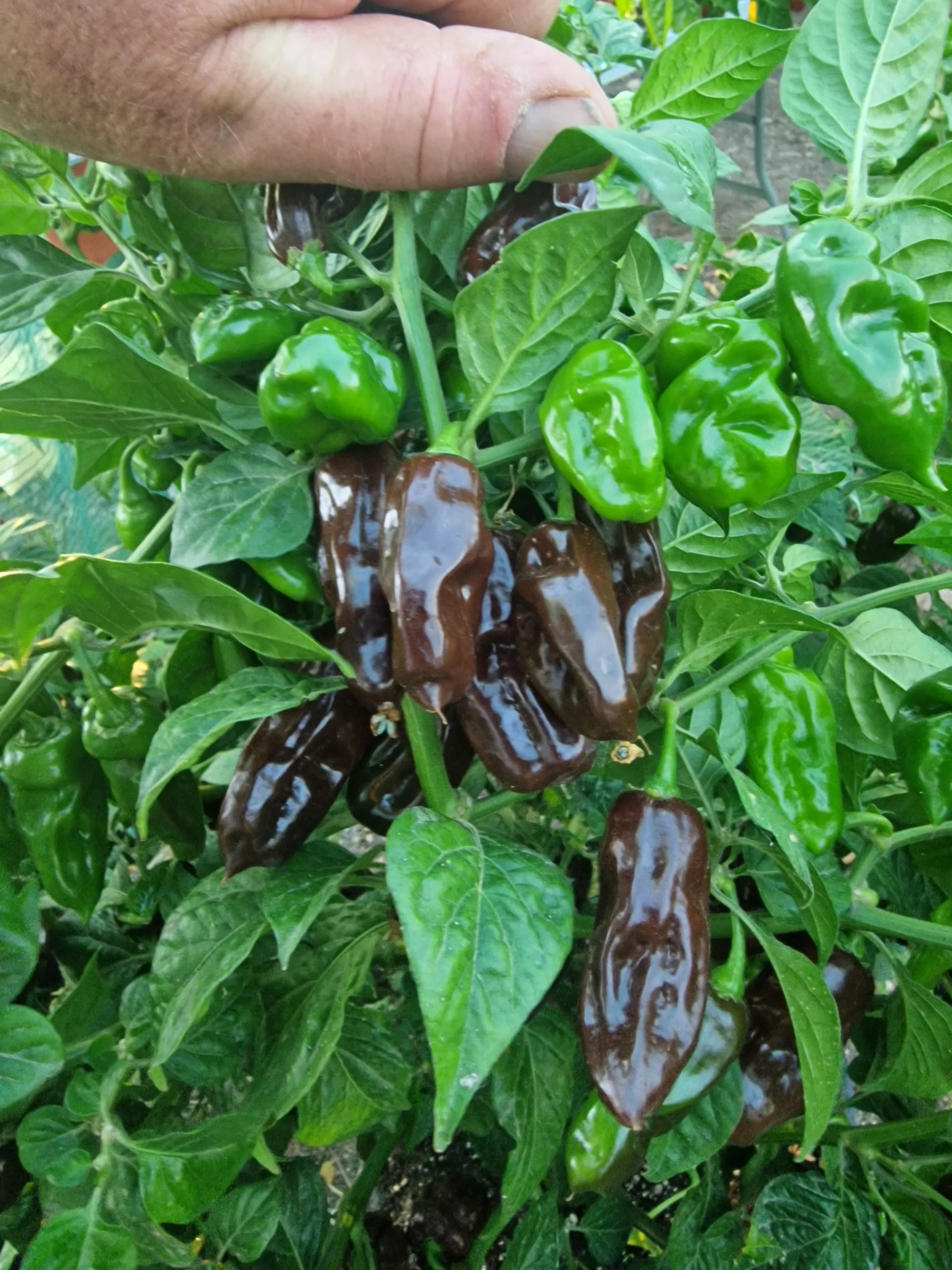 Chocolate Fatalii Chilli Seeds - Image 4