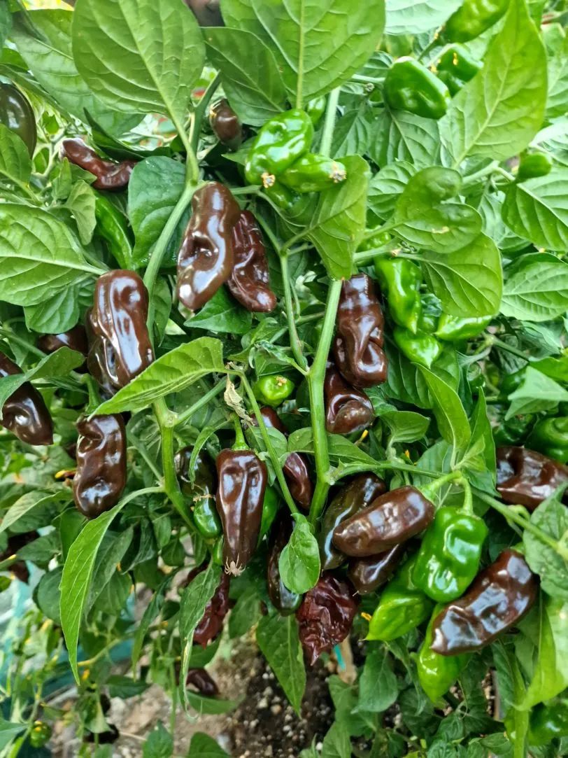 Chocolate Fatalii Chilli Seeds - Image 6