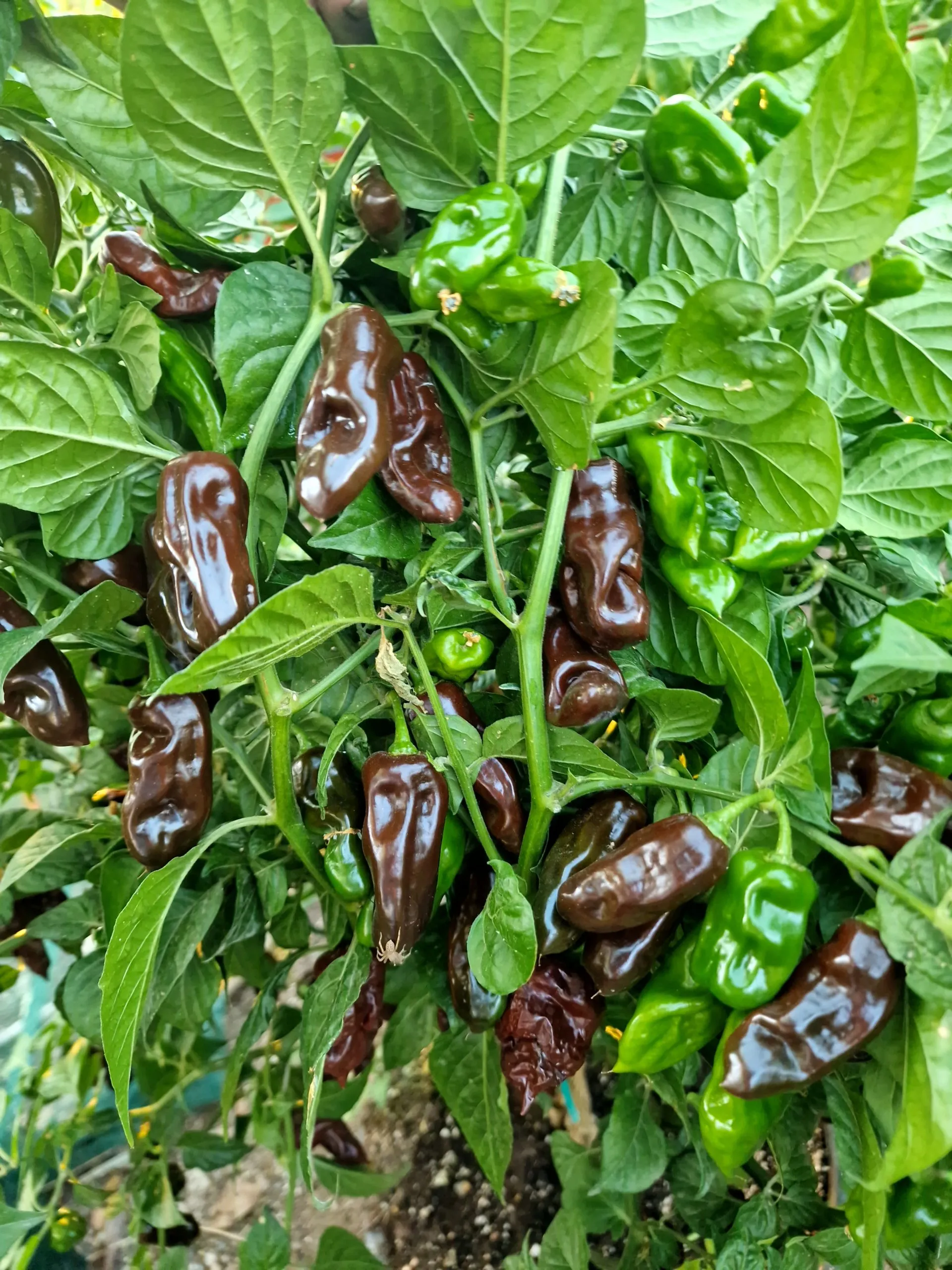 Chocolate Fatalii Chilli Seeds - Image 6