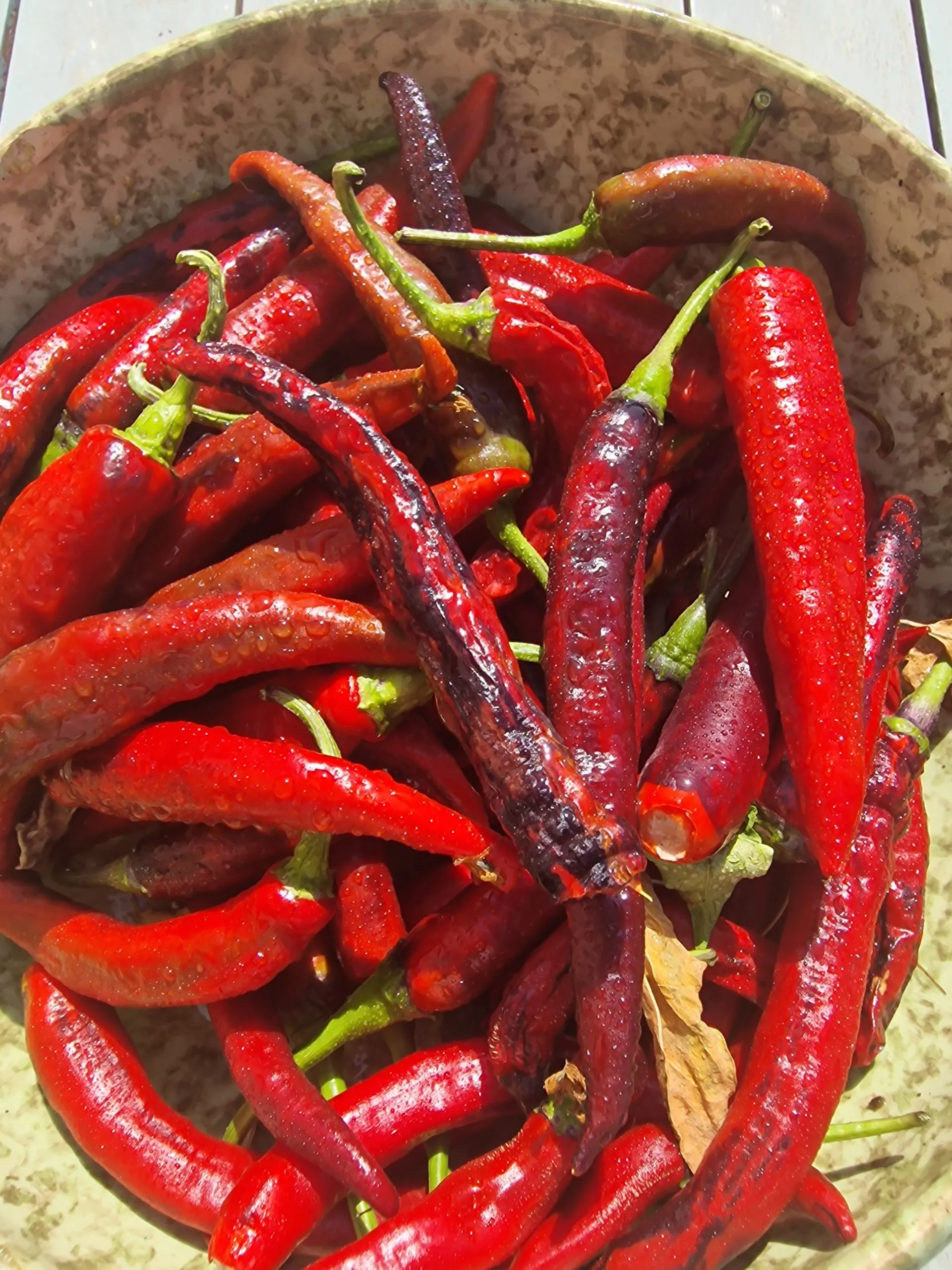 Czech Black - Image 4