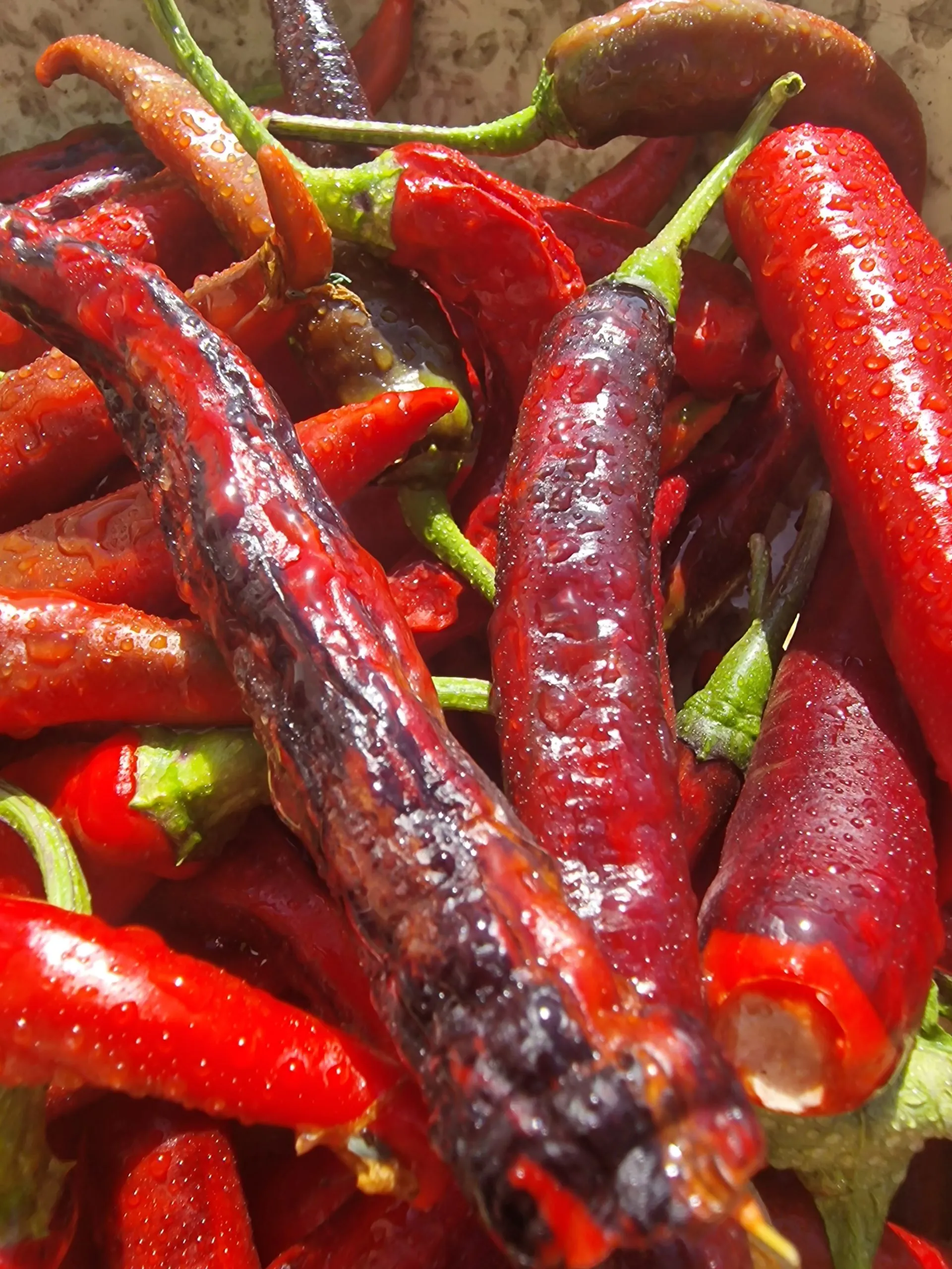 Czech Black - Image 6