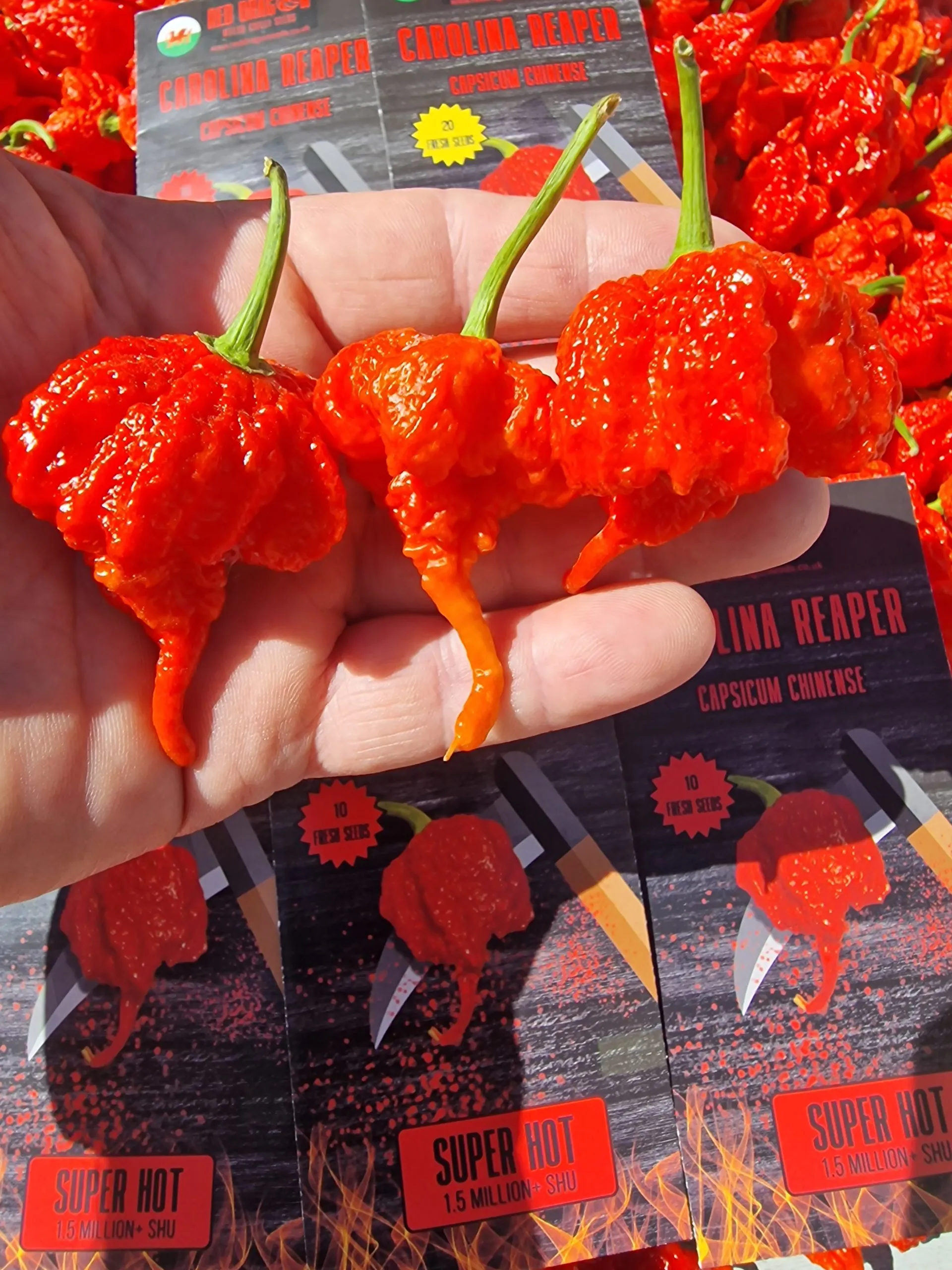 Carolina Reaper Chilli Seeds - Image 6