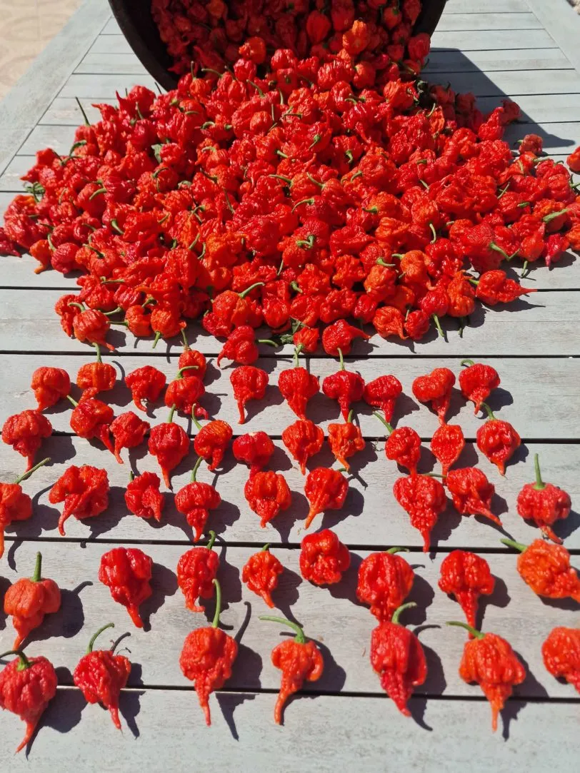Carolina Reaper Chilli Seeds - Image 24