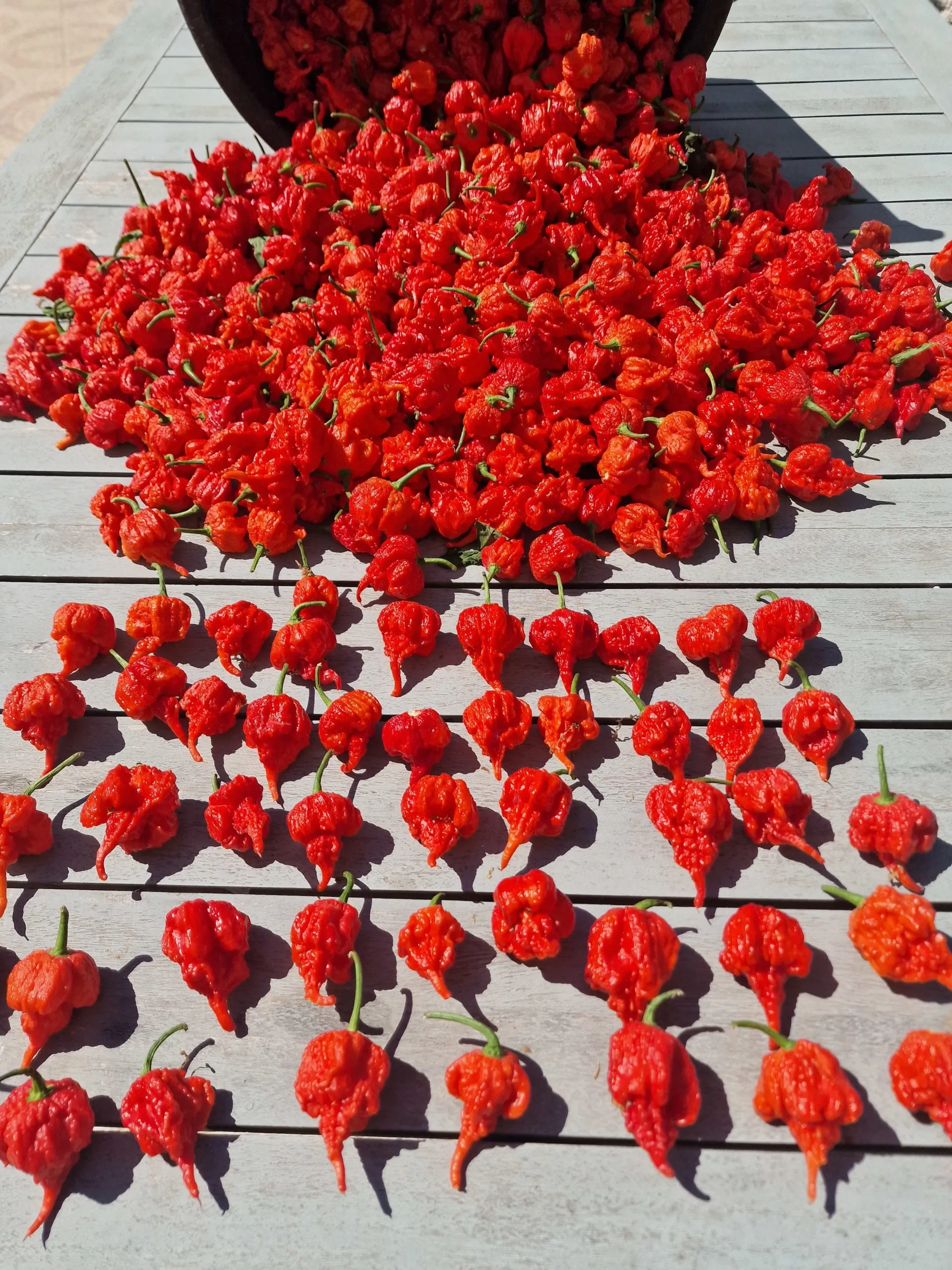 Carolina Reaper Chilli Seeds - Image 4