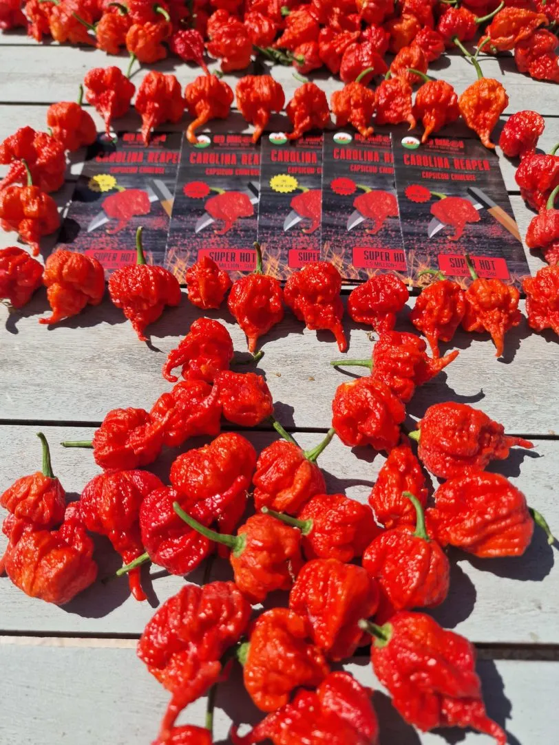 Carolina Reaper Chilli Seeds - Image 7