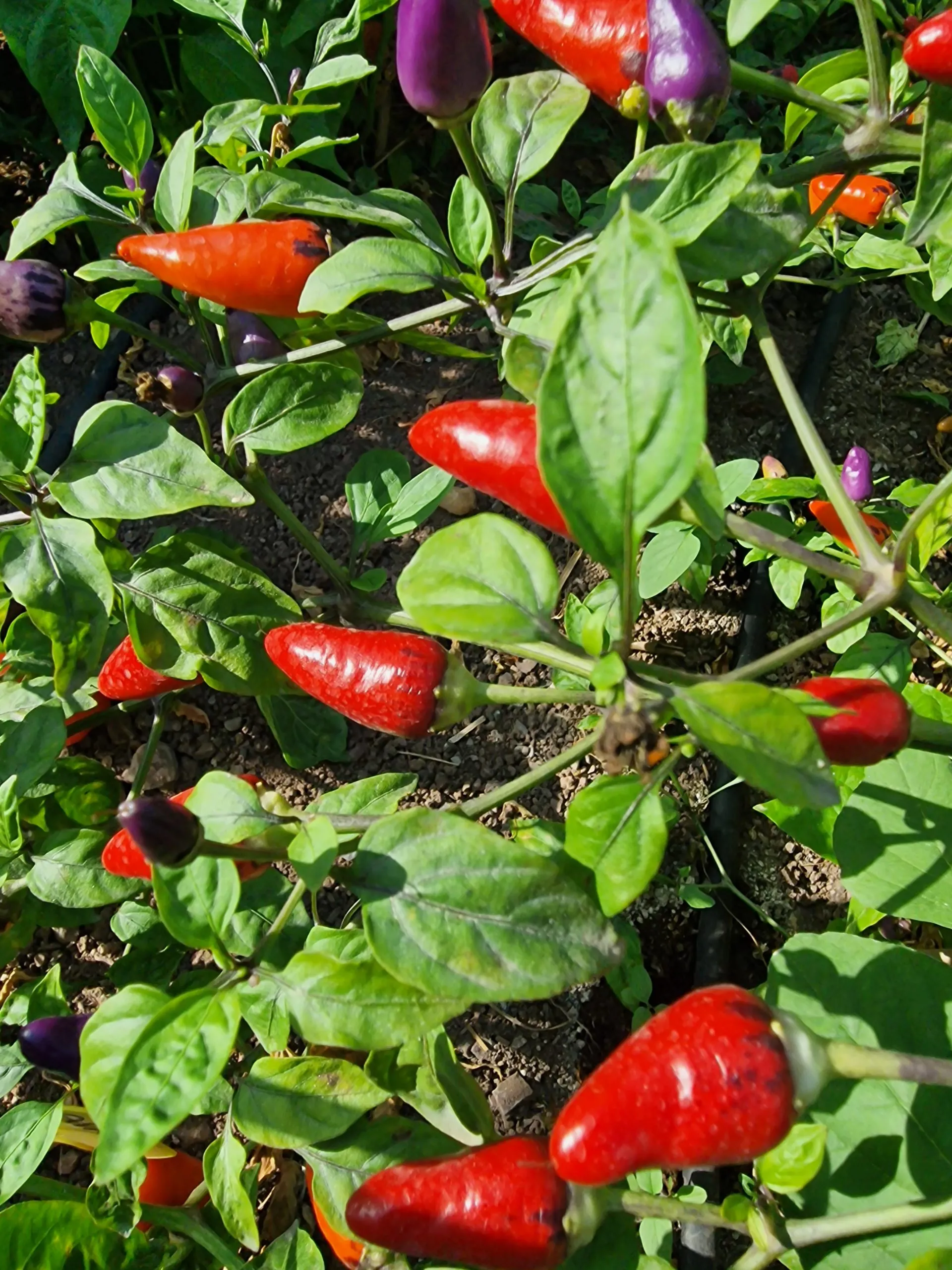 Aji de Jardin - Image 4