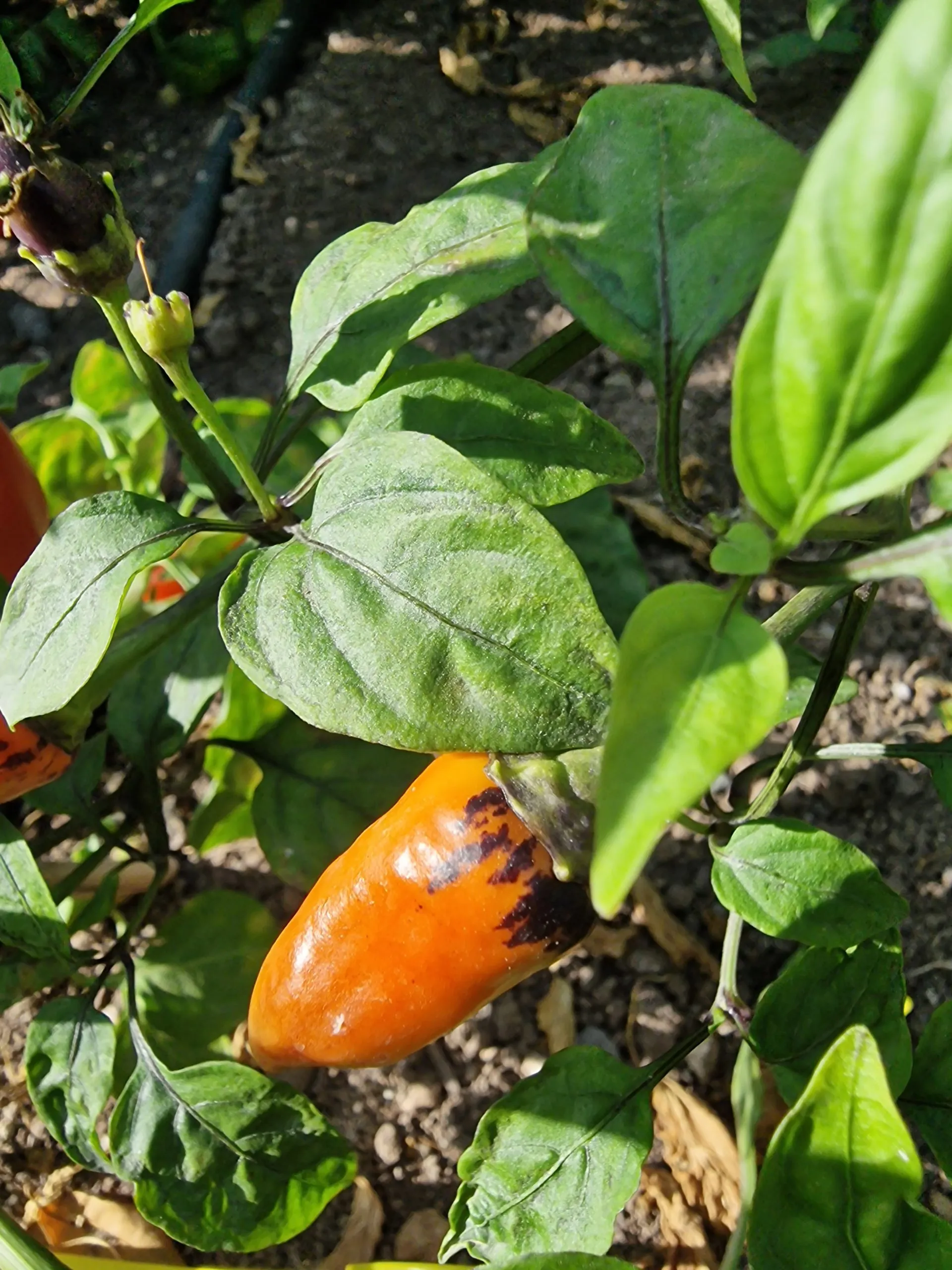 Aji de Jardin - Image 6