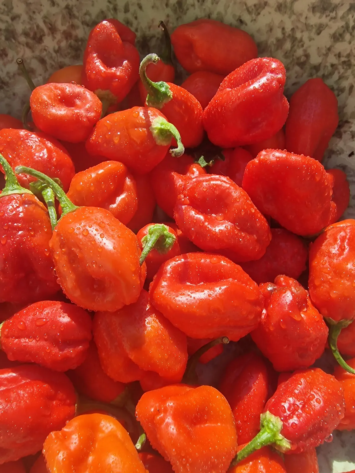 Ecuadorian Devil's Breath Chilli Seeds - Image 10